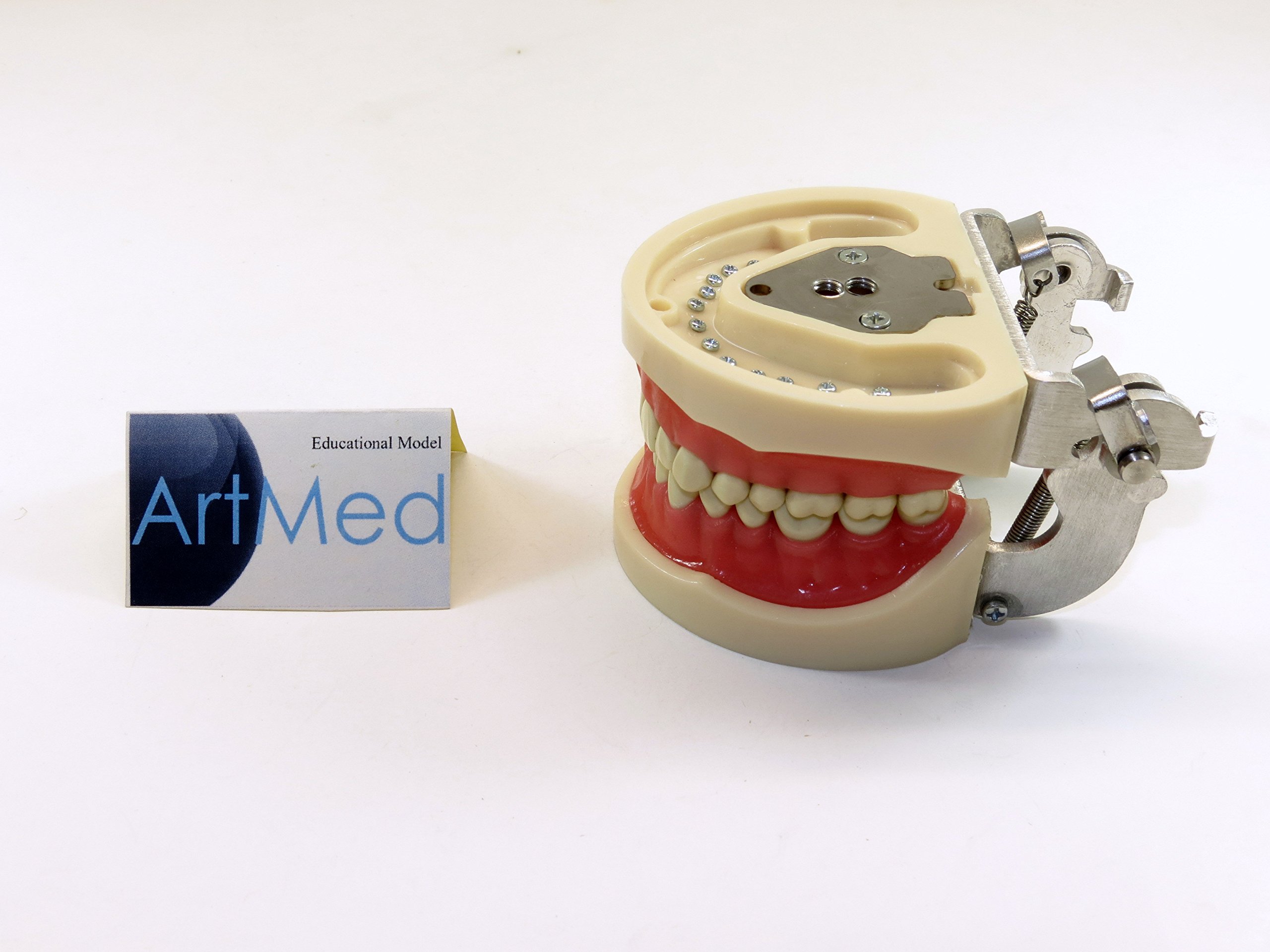 NISSIN 額模型　Dental Model Standard Teeth Model (nissin) /Dental Model - Teeth Model