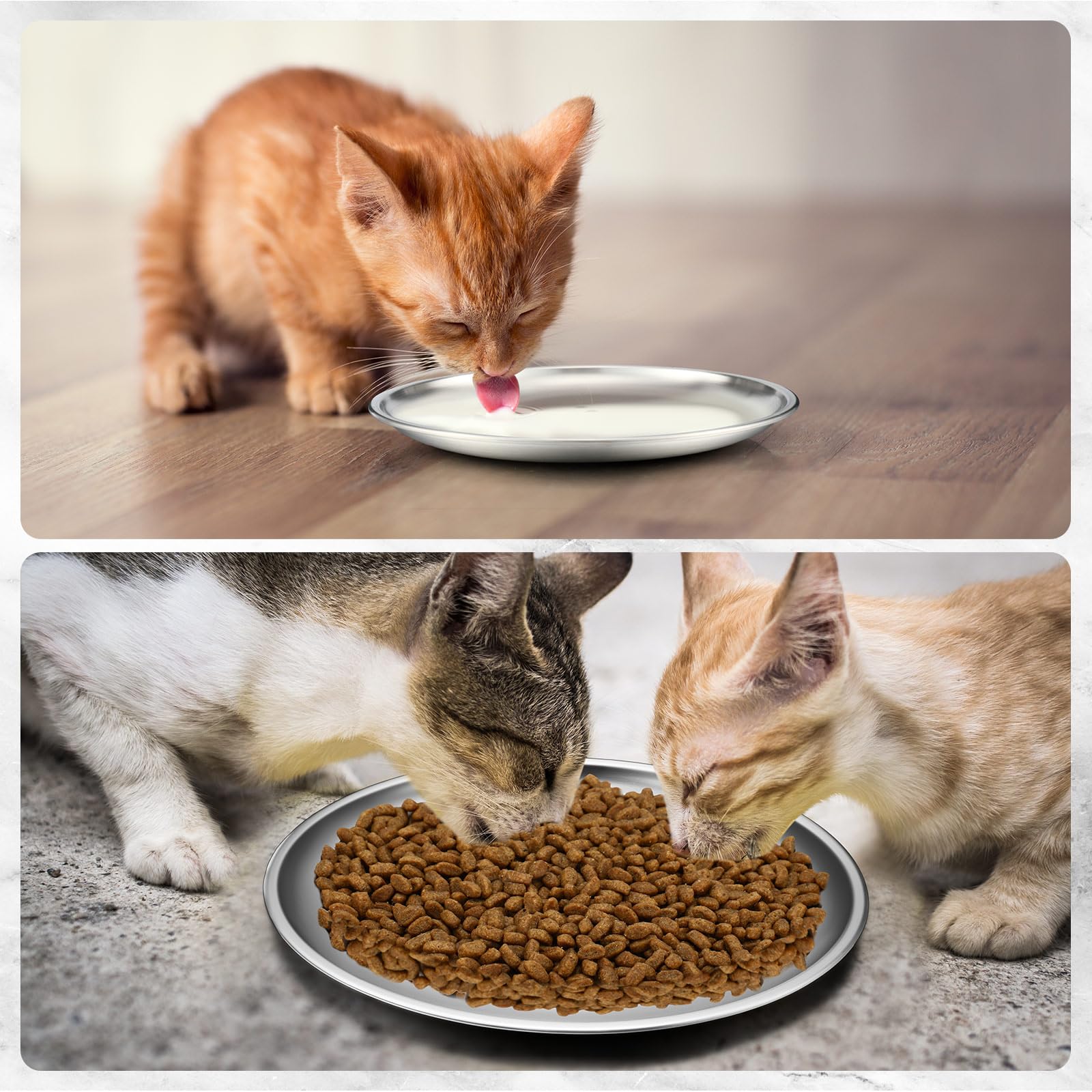 Domensi 12 ciotole per gatti in acciaio inox, poco profonde, 16 cm, ciotole piatte per animali domestici, piccoli piatti per gattini, furetti, randagi