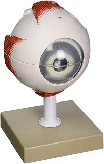 EISCO Human Eye Model - Enlarged 5X Life Size - 6 Parts - Hand Painted - Designed by Medical Professionals