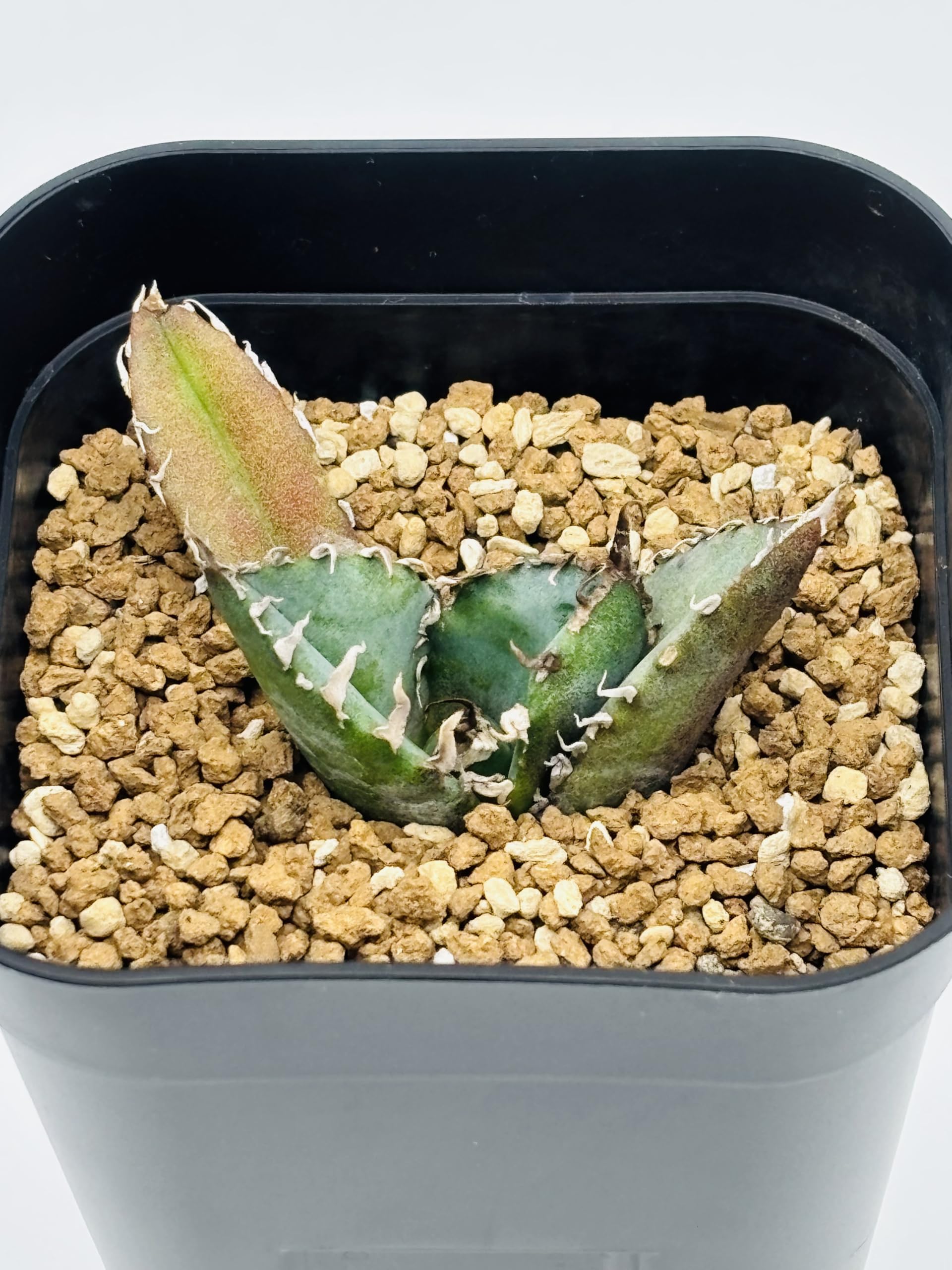 Amazon｜アガベ チタノタ 白鯨/Agave titanota 'White Whale/観葉植物