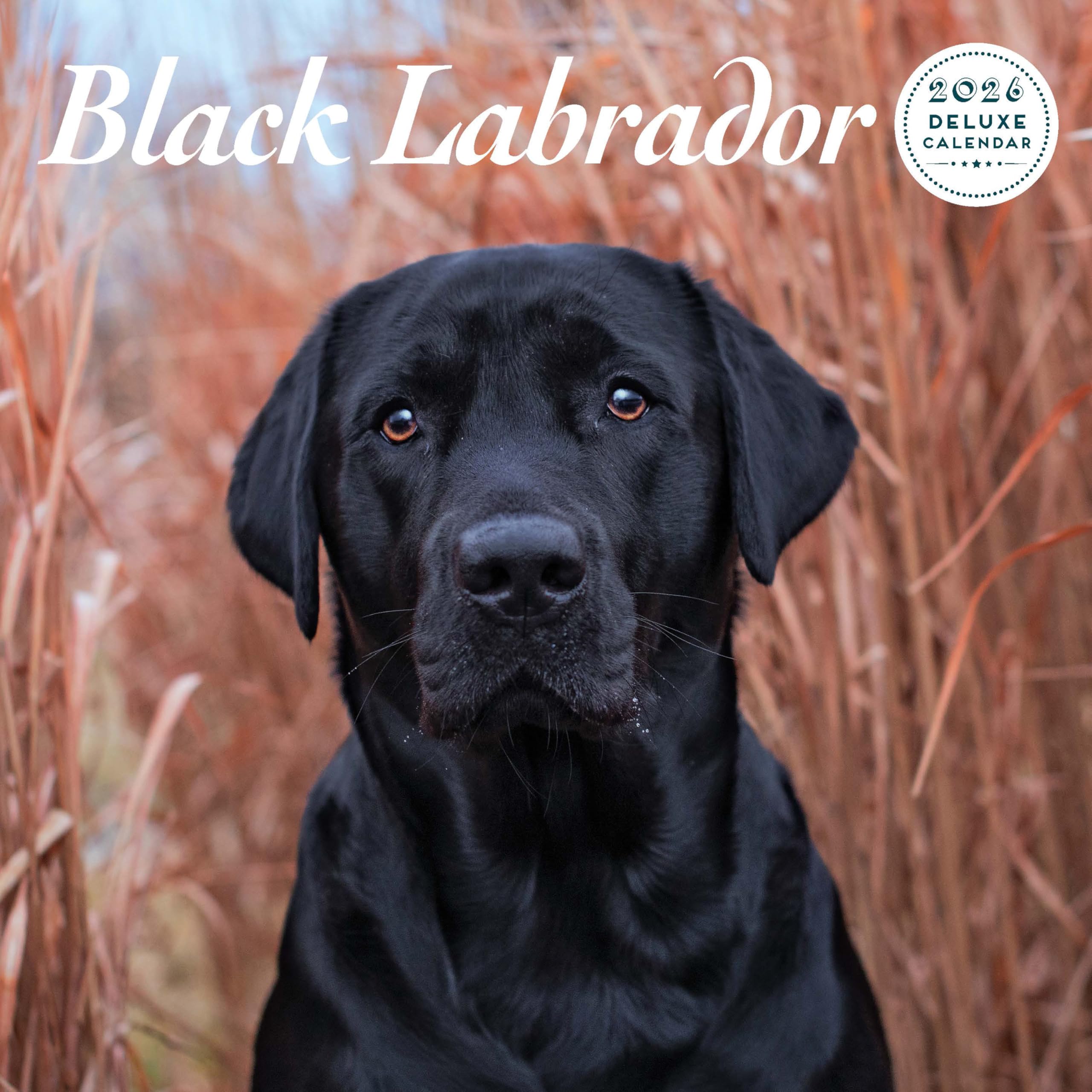 Labrador Black 2026 Deluxe Calendar