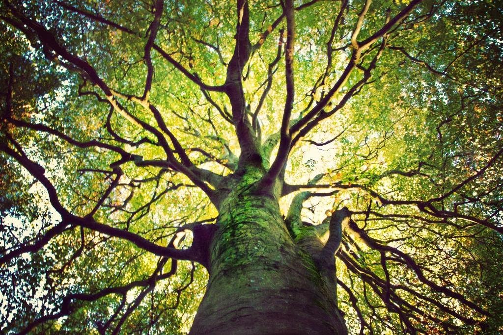 Tree Hugging Sunlight Through Branches of Tree Photo Photograph