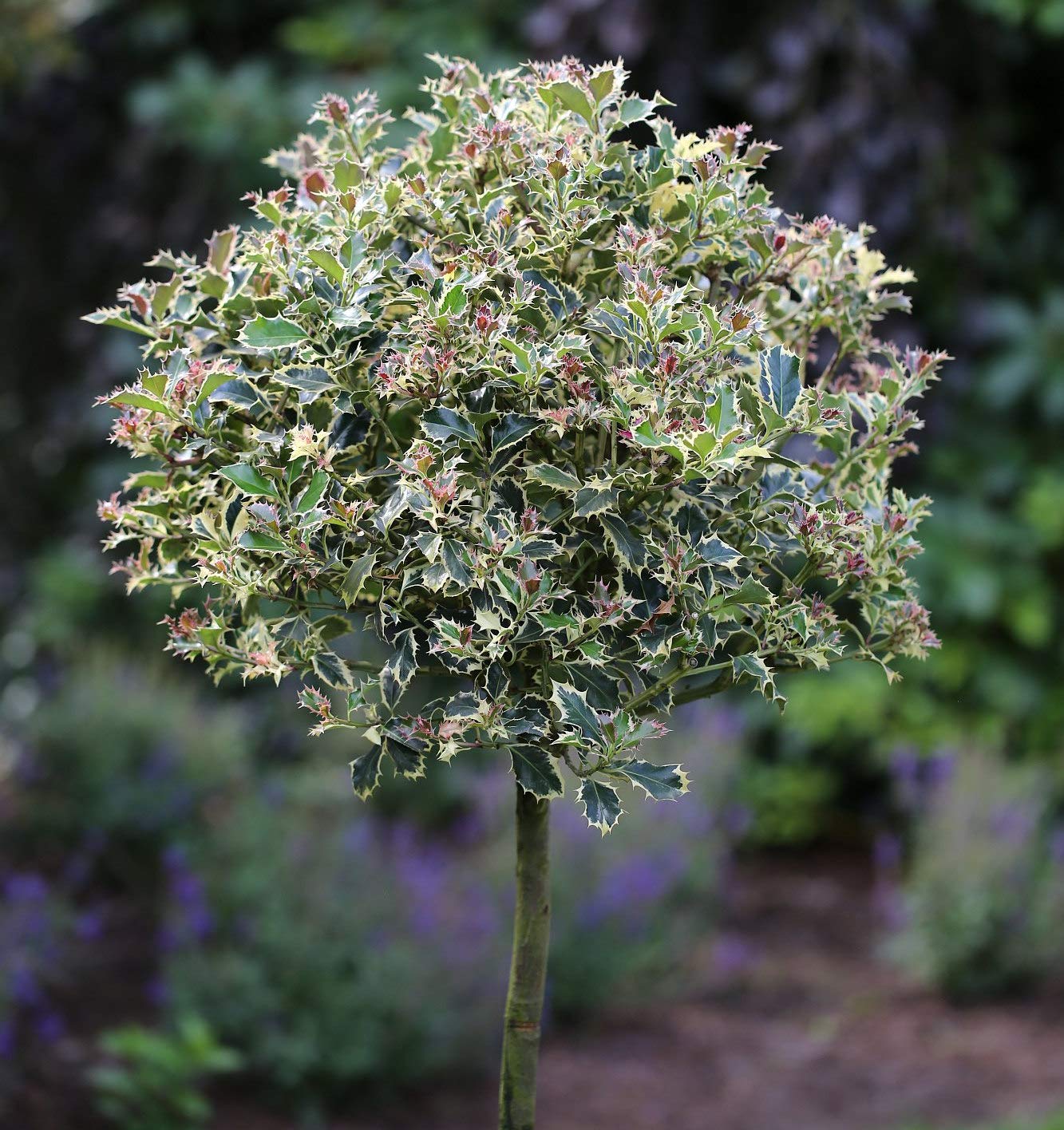 Ilex aquifolium 'Myrtifolia' 80100 cm  Immergrn, Winterhart,  Pflegeleicht  Stechpalme Hochstamm  Kbelpflanze fr Terrasse &  Eingangsbereich : Amazon.de: Garten