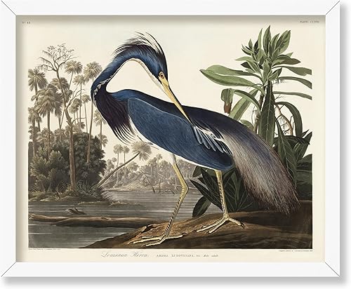 Miniatura 95 de Poster Master Póster vintage de colibríes, impresión de formas de arte retro en la naturaleza, arte de pájaros, regalo para él, ella y amante de los