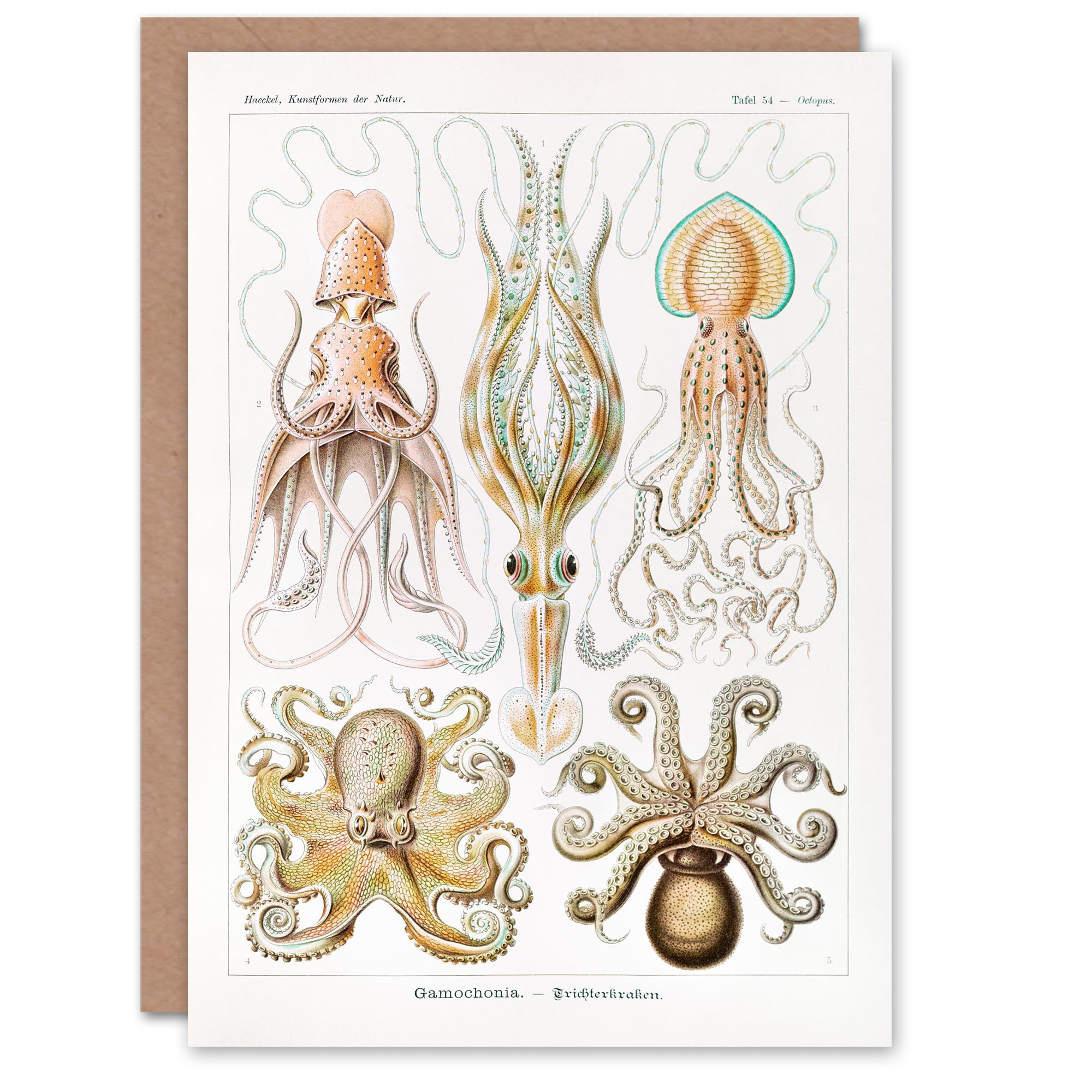 Artery8 Ernst Haeckel Art Card Squid and Octopus Vintage Illustrations