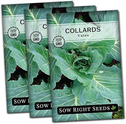 Sow Right Seeds - Semillas de col de Vates para plantar - Paquete de reliquia sin OMG con instrucciones para plantar un huerto casero - Verduras del