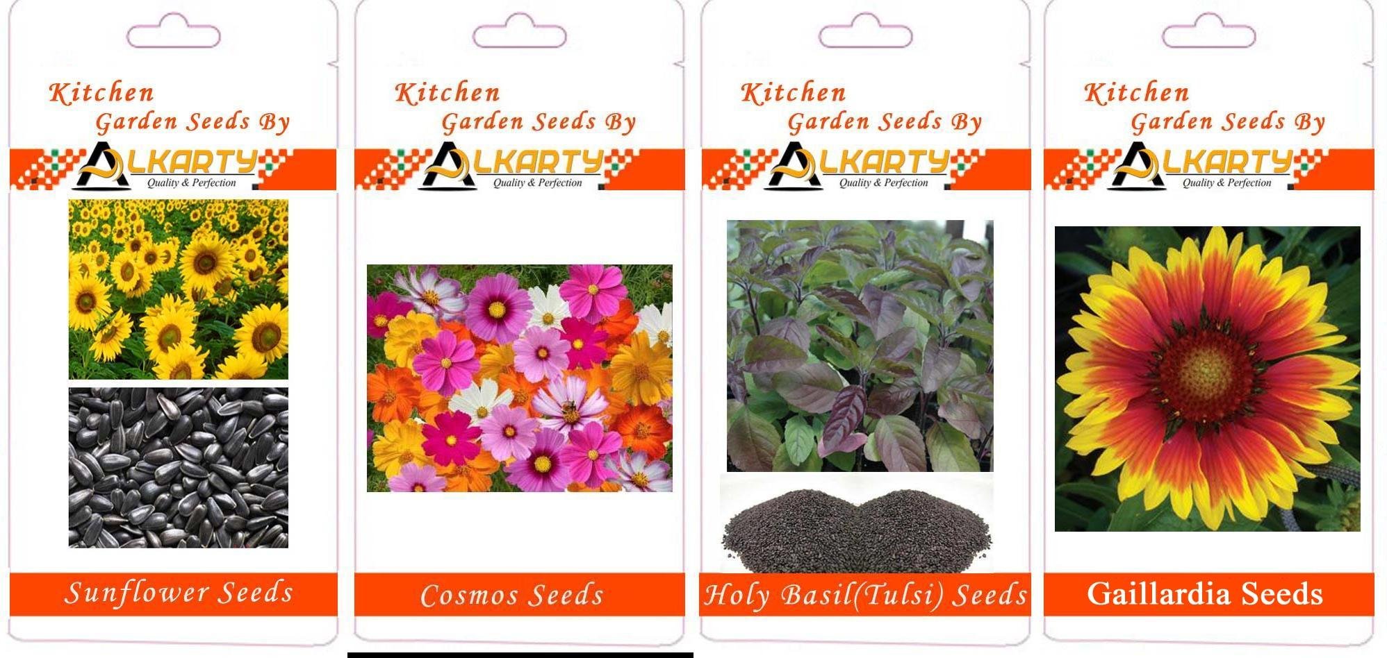 Sunflower, Cosmos, Tulsi, Gaillardia Summer Flower Seeds Pack of 20 Each-image-27