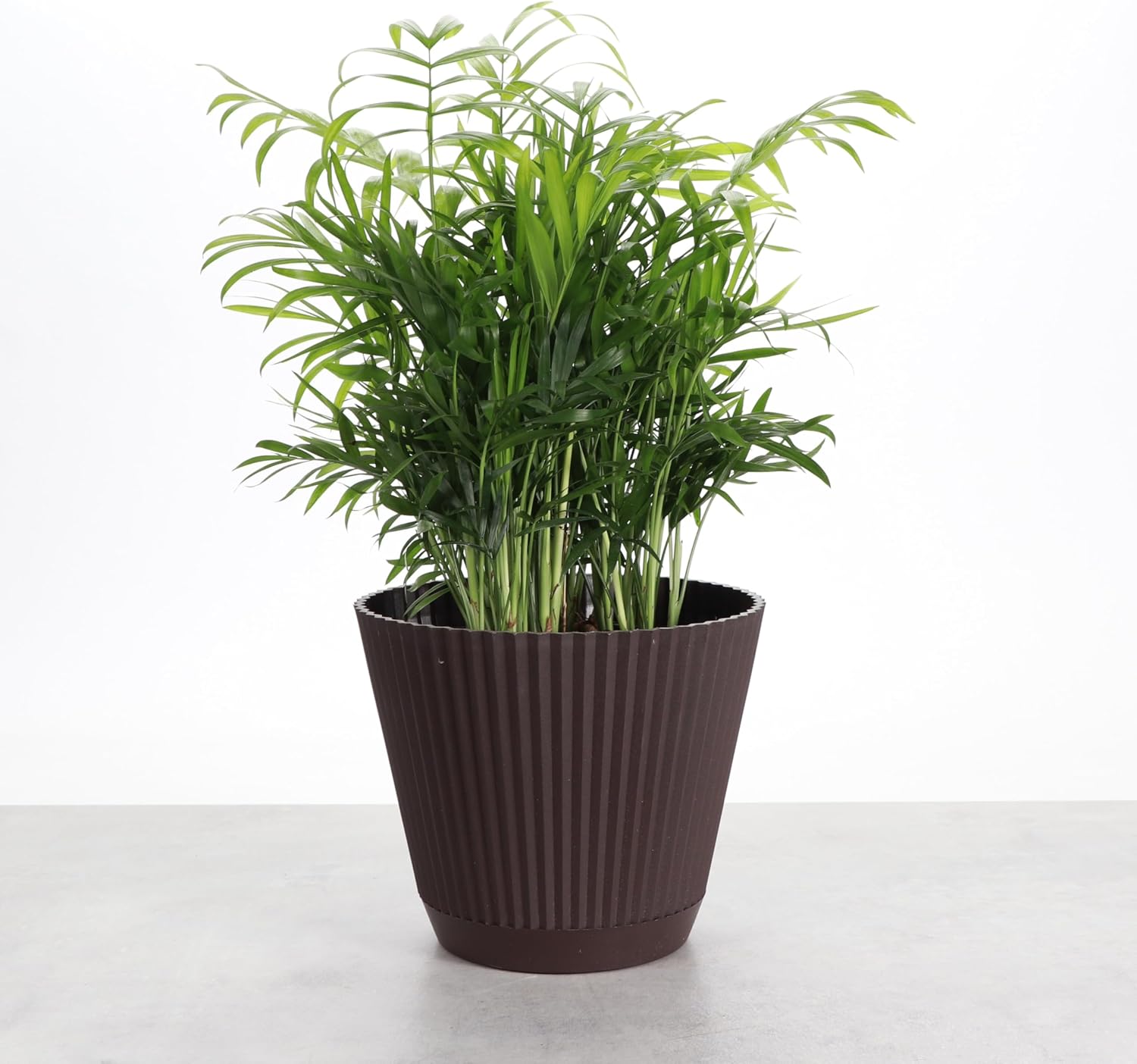 Thorsen's Greenhouse Parlor Palm Plant, Live Indoor Plant, Neanthe Bella Palm, Natural Air Purifier, Easy to Grow, Pet Safe Plant, 6-inch Diameter Pot (Chocolate (6" Pot))