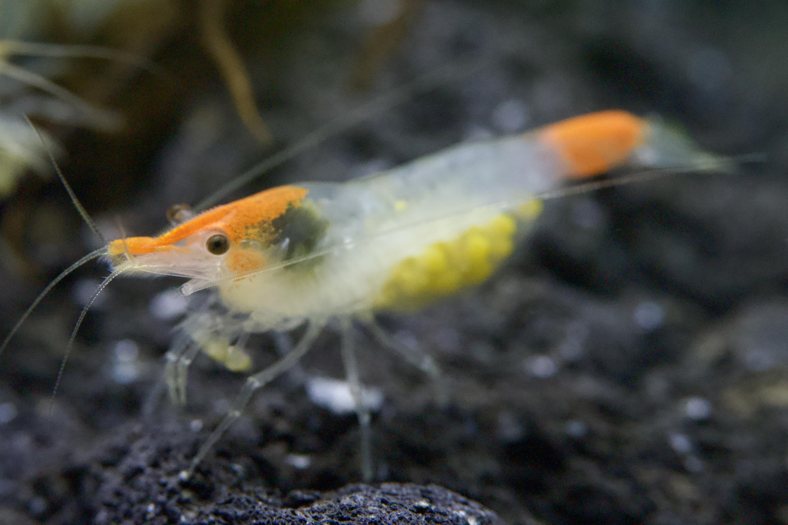 10x Zwerggarnelen Mix (Neocaridina) – Bunte Aquarium Garnelen Set – Lebendtiere für Nano Aquarium – Algenfresser & Anfänger geeignet
