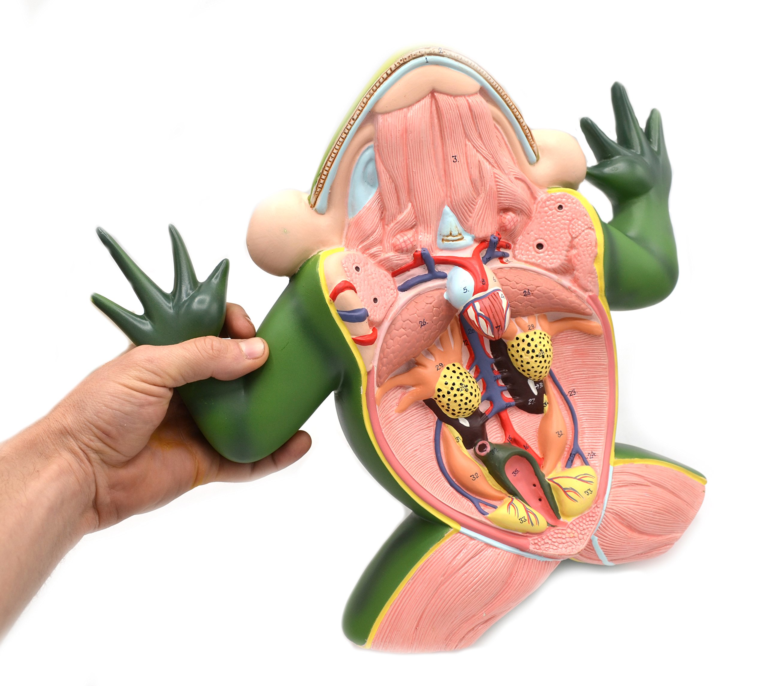 Amazon.co.jp: Eisco Labs 3D カエル解剖モデル : Industrial