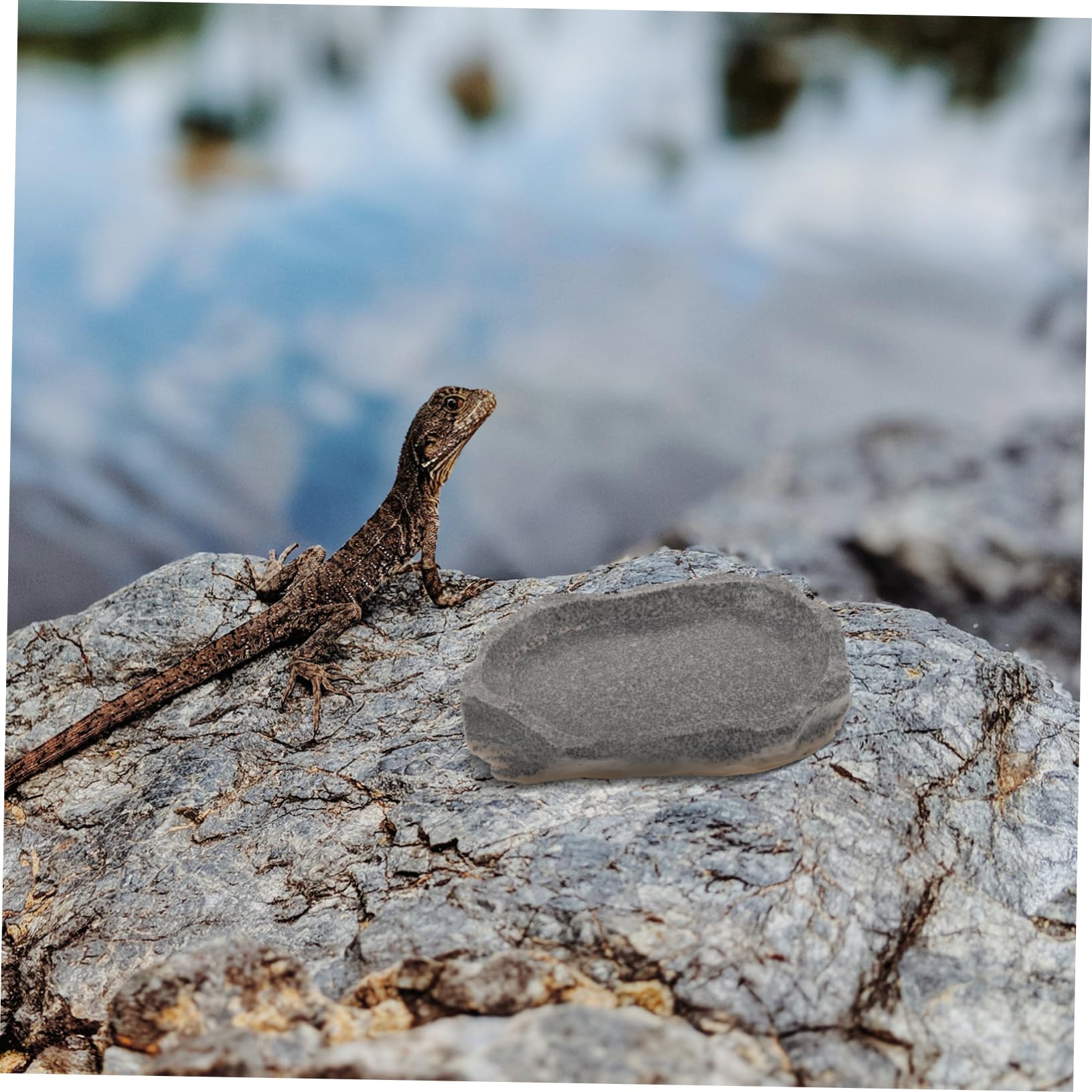 POPETPOP 5 Piezas Cuenco para Mascotas Alimentador Agua Plato Agua Tortuga Cuenco Plato Agua Comida Reptil Plato Agua Reptil Animal Placa Petri Resina