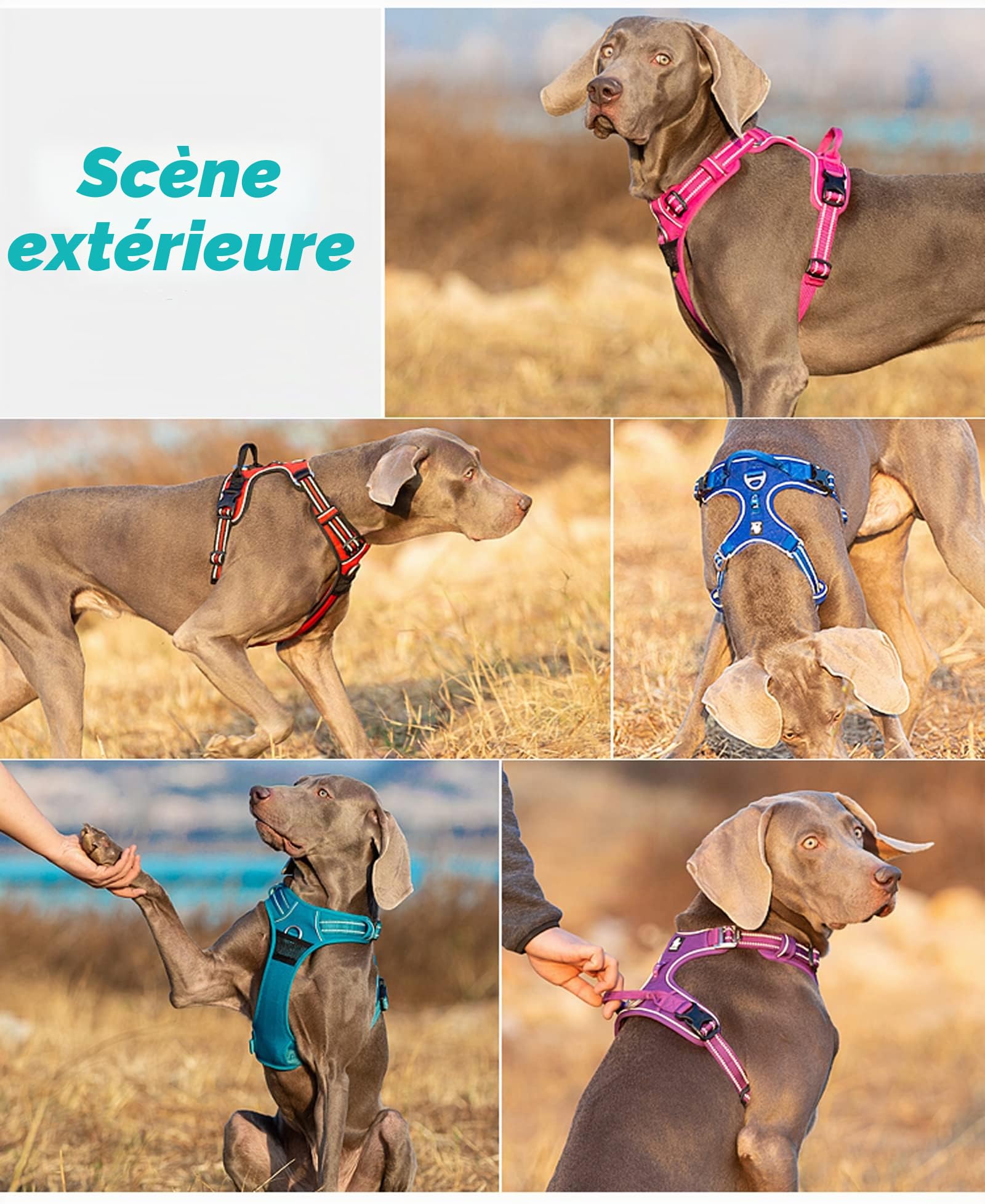 TRUE LOVE Harnais pour Chien No Pull Nylon Souple Réfléchissant Réglable pour Petit Grand Animal Domestique TLH56512(M, Noir)