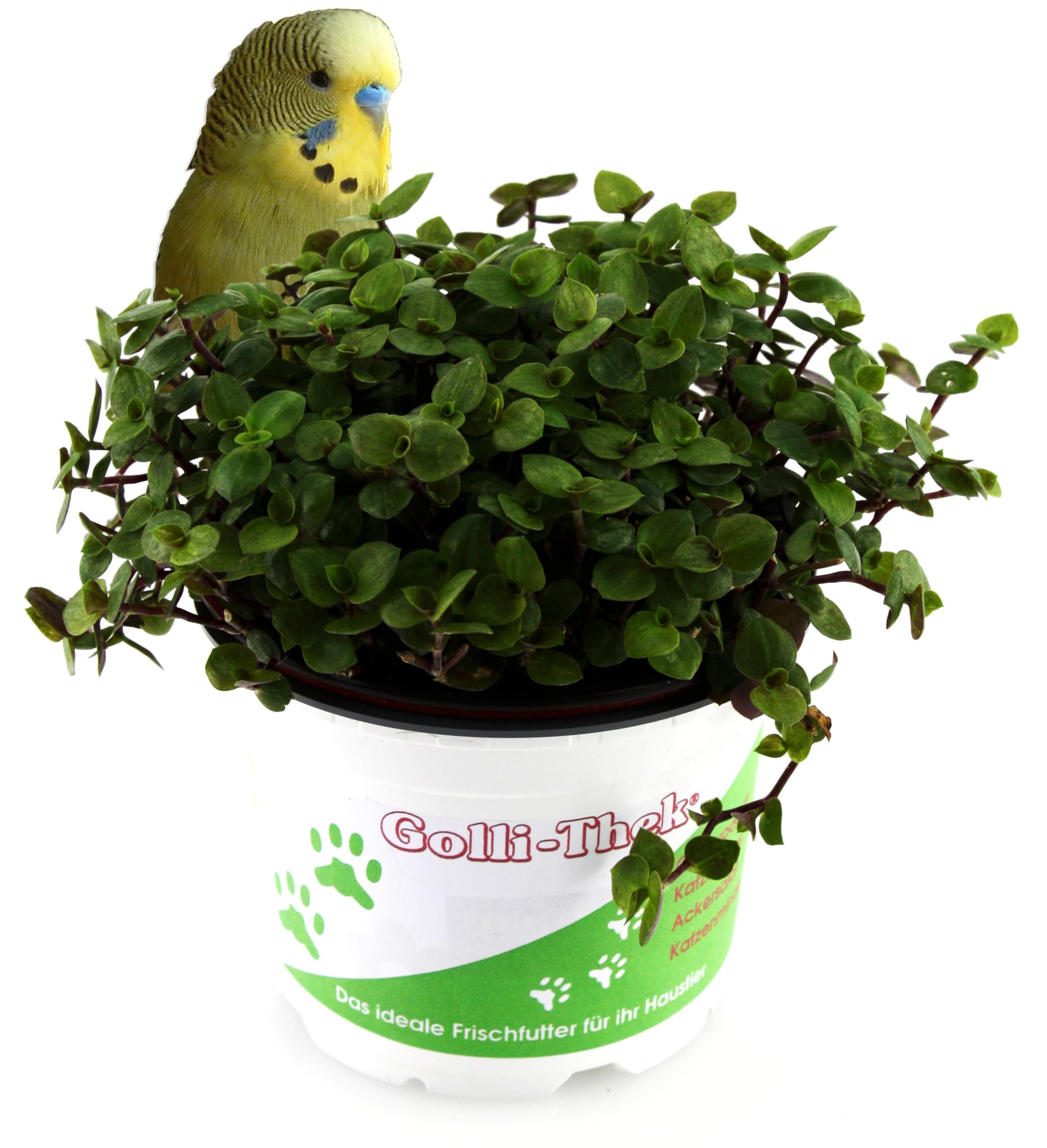 6 x Golliwoog - Futterpflanze für Bartagamen, Vögel , Meerschweinchen, Kaninchen