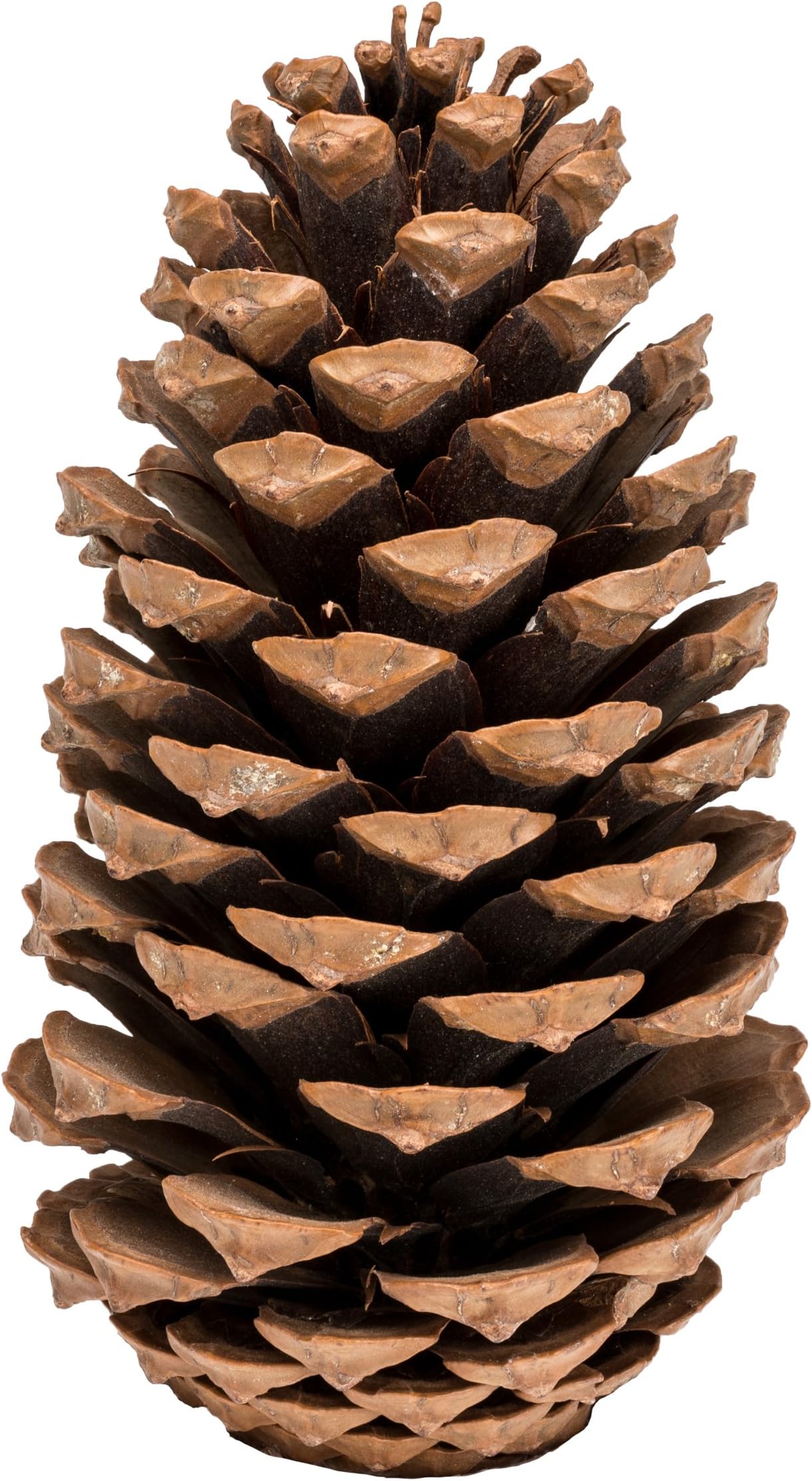 Maritima Cone 10 - 14 centimetre Natural Coloured (Pack of 10) Large Maritima Pine Cones Large Pinecones