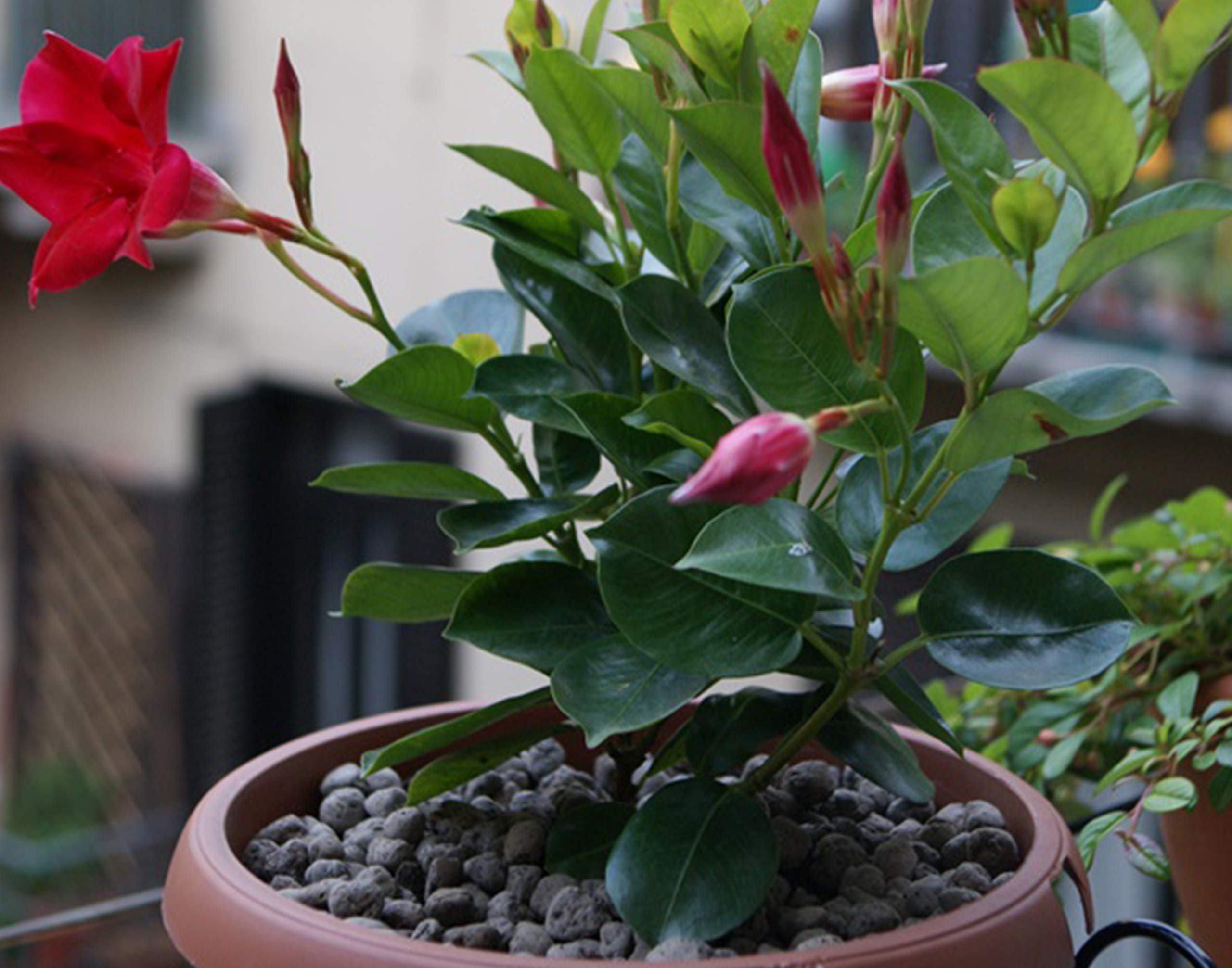 DMS Laterlite - Billes d’Argile de 3 à 8 mm – A Forte Rétention d’Eau – Spécial Jardinage - Sac de 50 litres