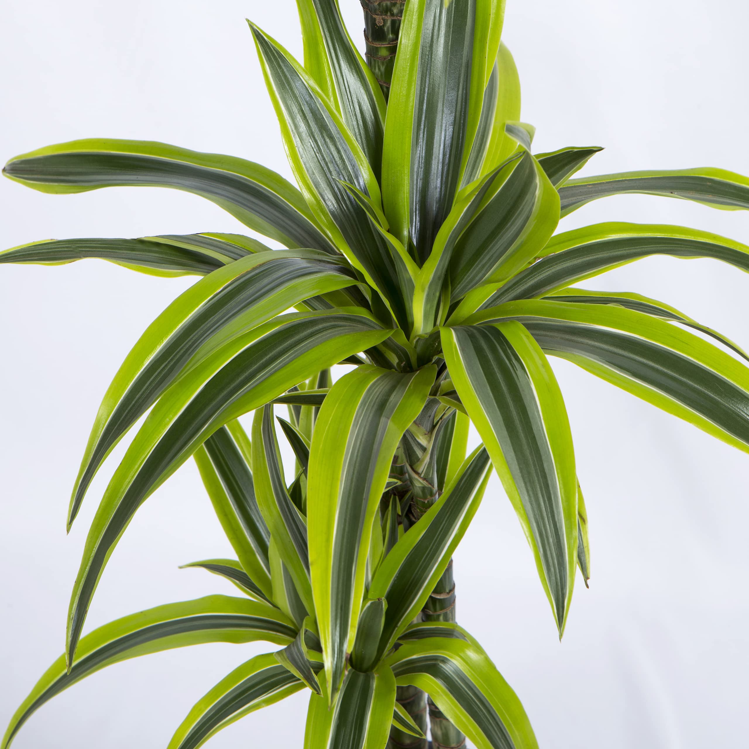 Cool Green - Planta natural - Drácena Lemon Mediana