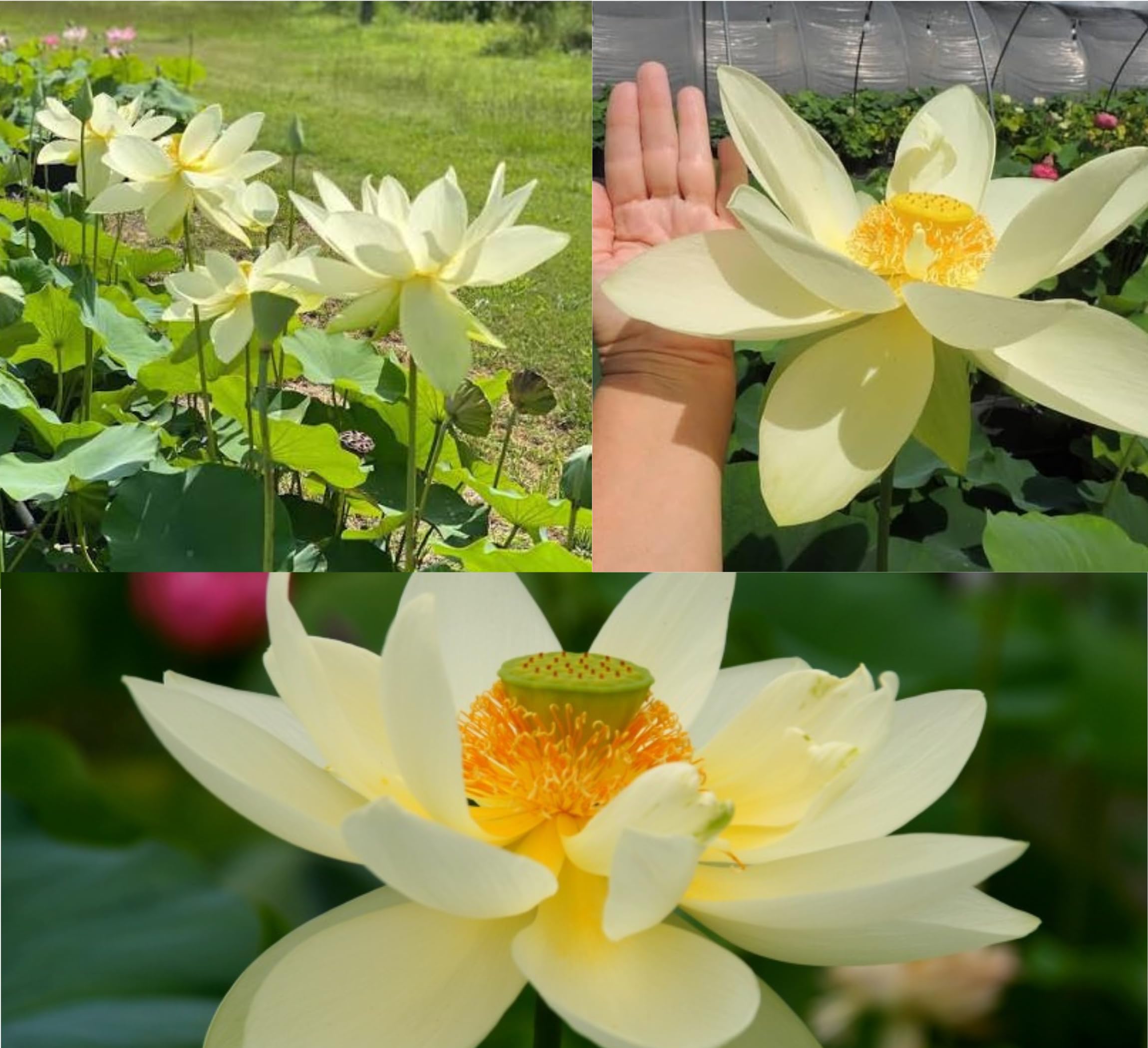 Giant Sunburst Lotus Tuber – Live Hybrid Aquatic Plant for Pond, Tub & Terrace Water Garden | Butter Yellow Blooms in 30-40 Days | Full Sun-picture-15