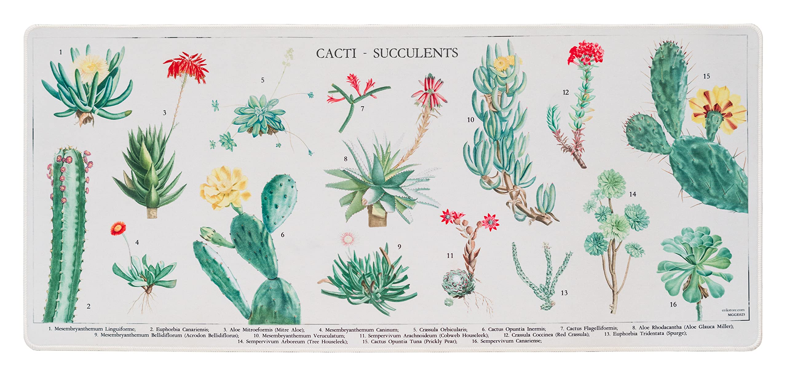 Kokonote XXL Podkładka pod Mysz Botanical, Cactus & Sukulenty, Podkładka na Biurko 80 x 35 cm, Akcesoria do PC dla Graczy