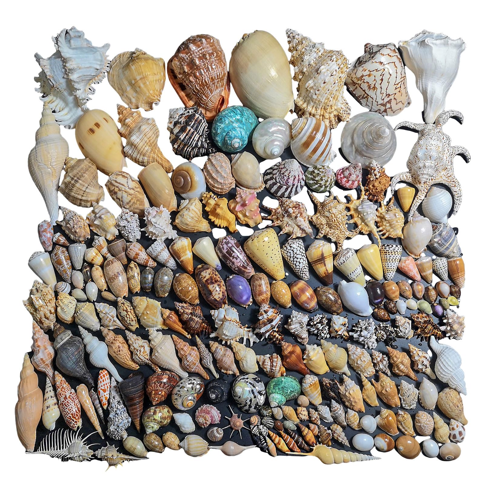 Naturalne muszle do samodzielnego wykonania i dekoracji plażowych – duży, mieszany asortyment do akwarium, na wesela i imprezy(200PCS 2-25cm)