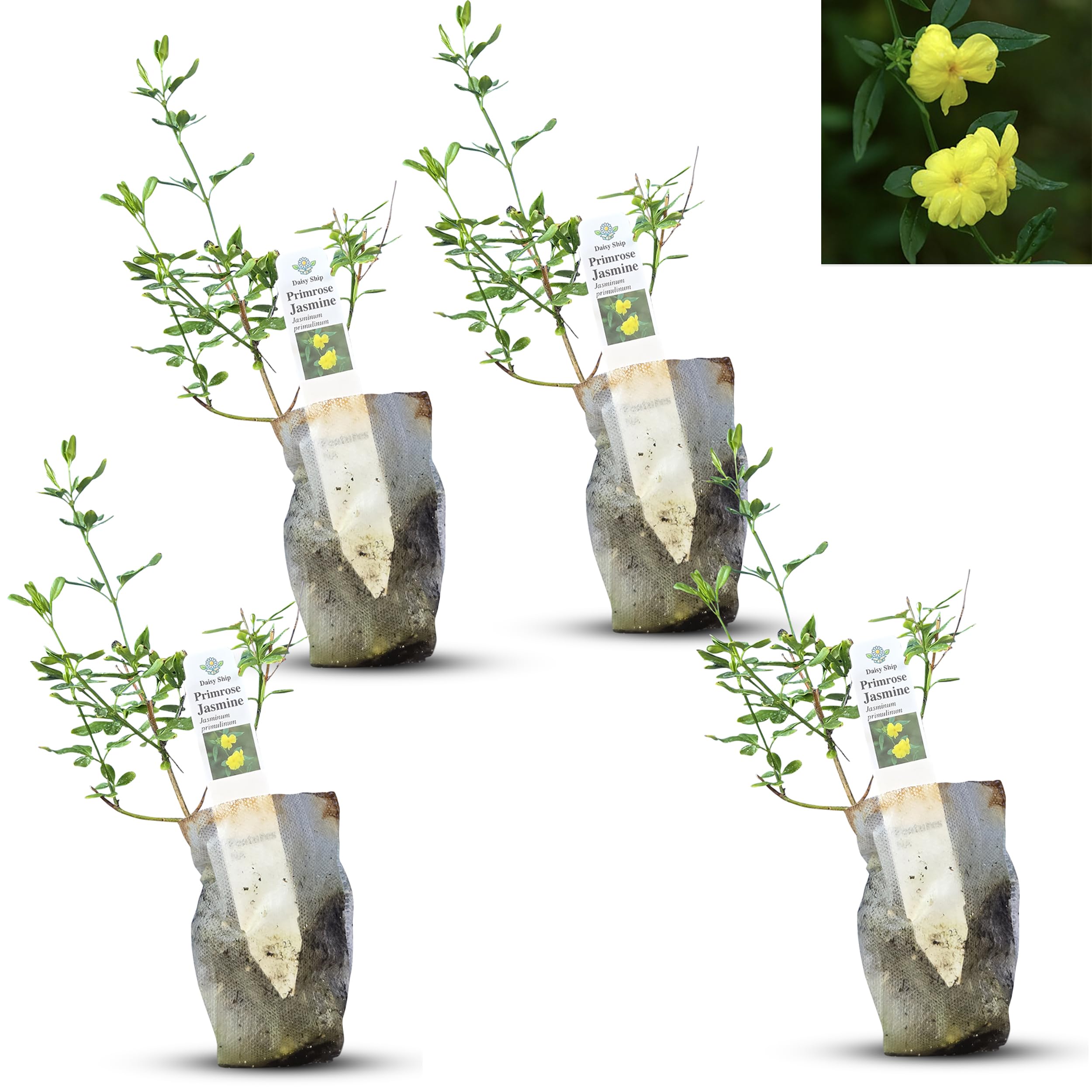 Primrose Jasmine