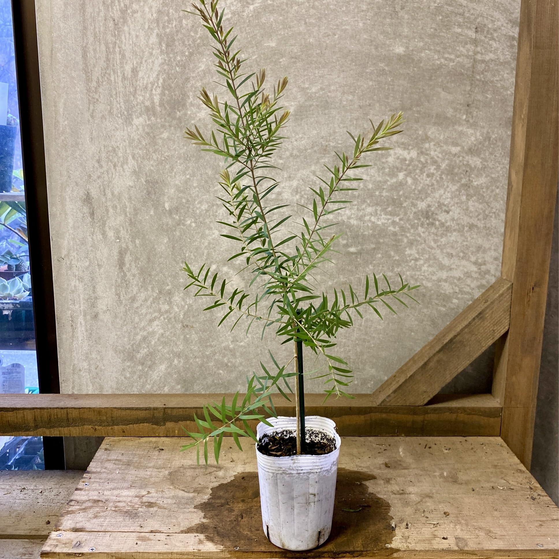 Amazon.co.jp: 庭木 植木 苗木 メラレウカ レッドジェム : DIY・工具