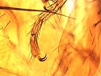 Review Image by Steve A Wolfrom Steve A Wolfrom