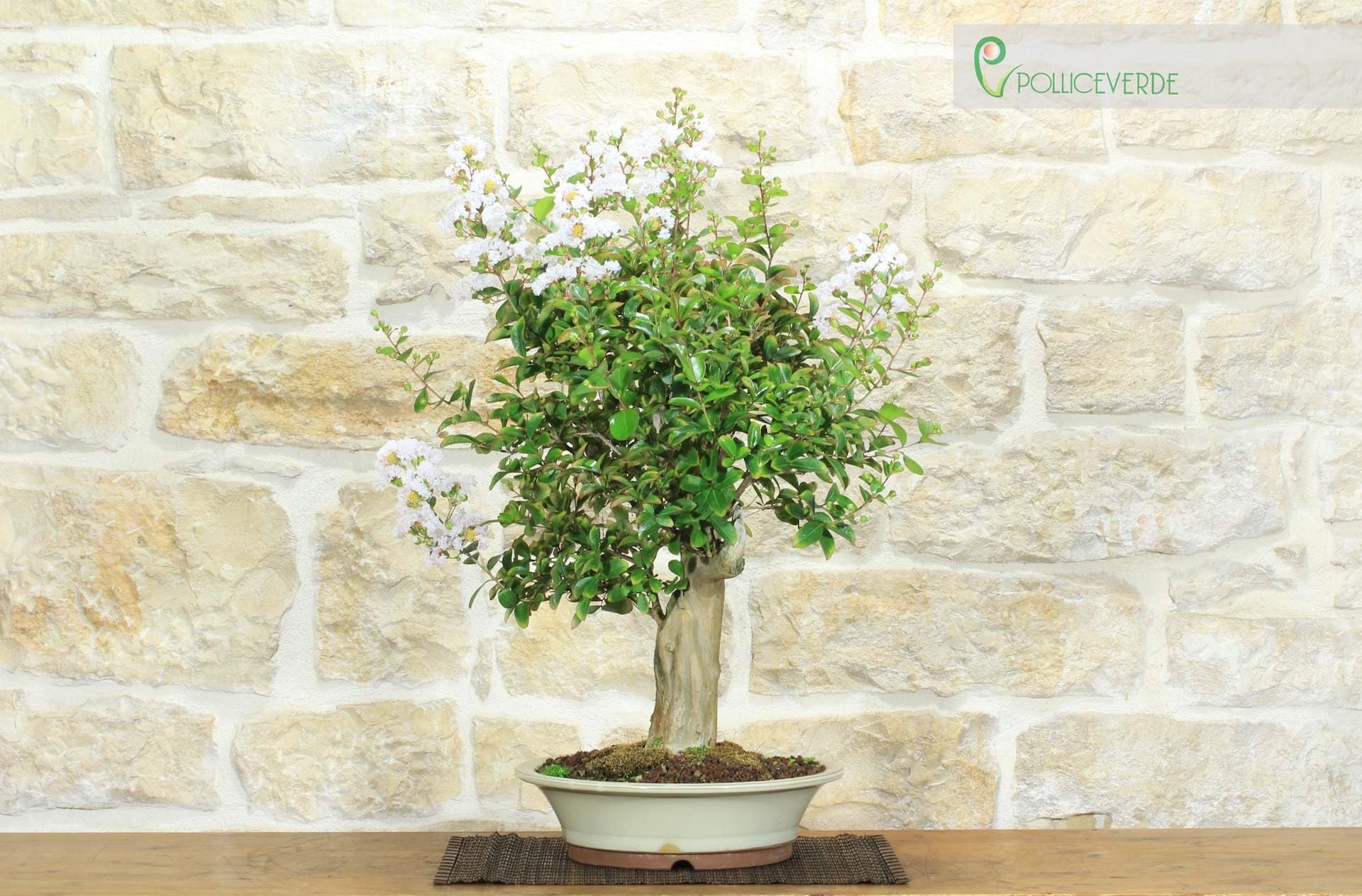 Bonsái de Lagerstroemia (42)