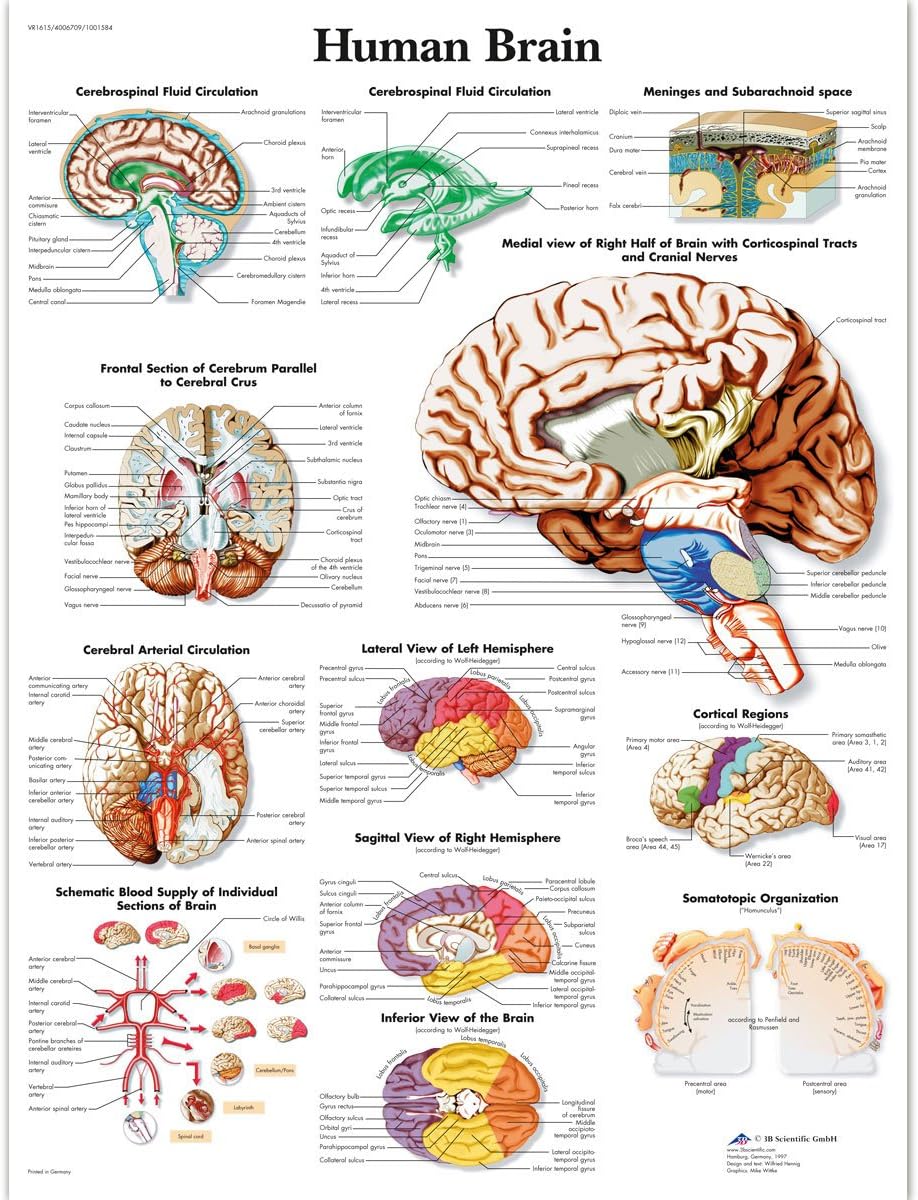 3B Scientific VR1615L Human Brain Chart Laminated Version