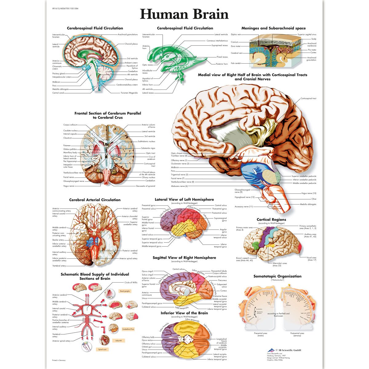 3B Scientific VR1615L Human Brain Chart Laminated Version