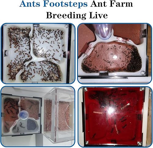 Miniatura 5 de Ant Farm Nest Science Kit de terrario DIY Cuidado para hormigas vivas Hábitat de hormigas con torre de agua para criar habitación y observación