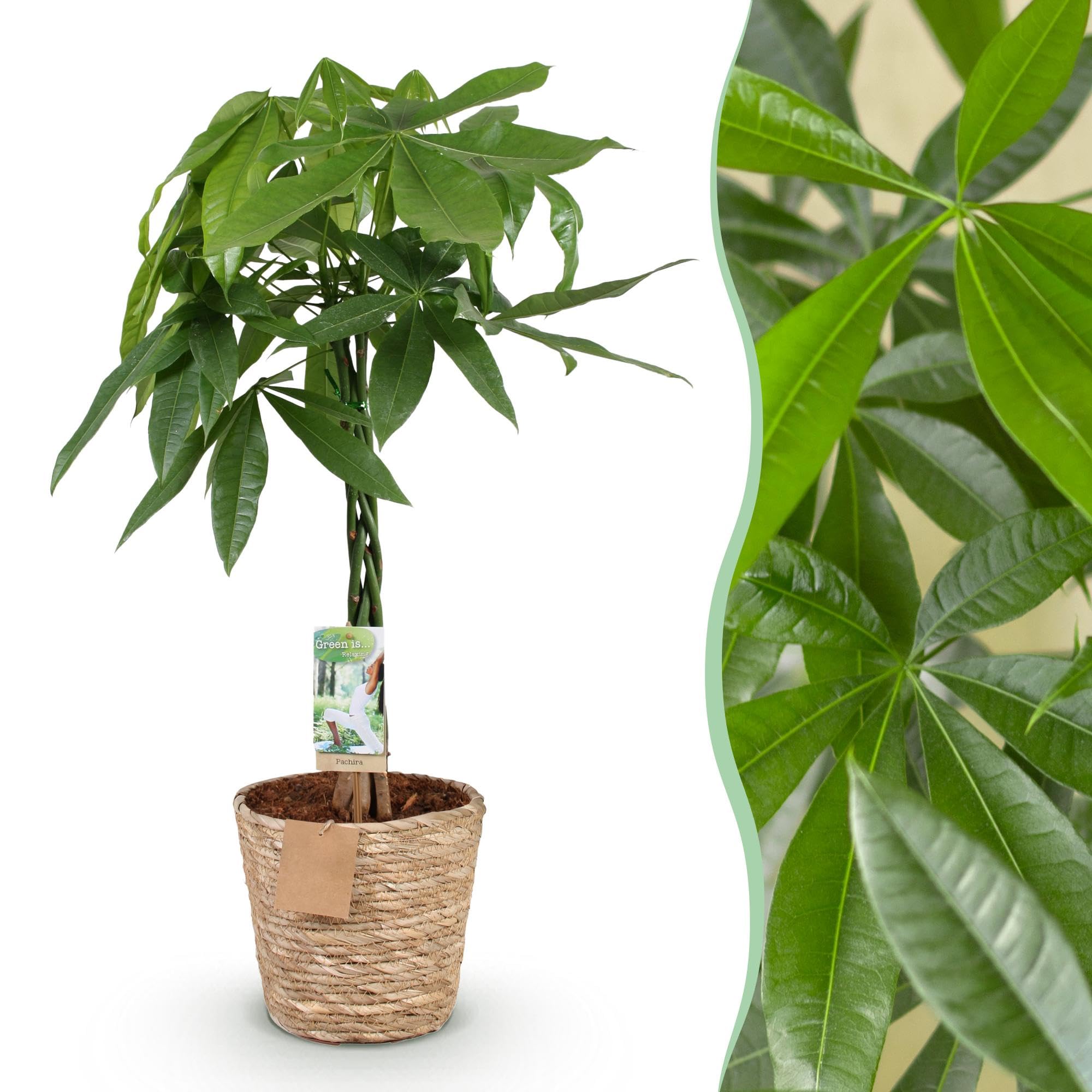 Pachira Aquatica z plecionym pniem – 80-90 cm – 21 cm – w zestawie kosz – łatwe w pielęgnacji drzewko na pieniądze – oczyszczająca powietrze roślina zielona