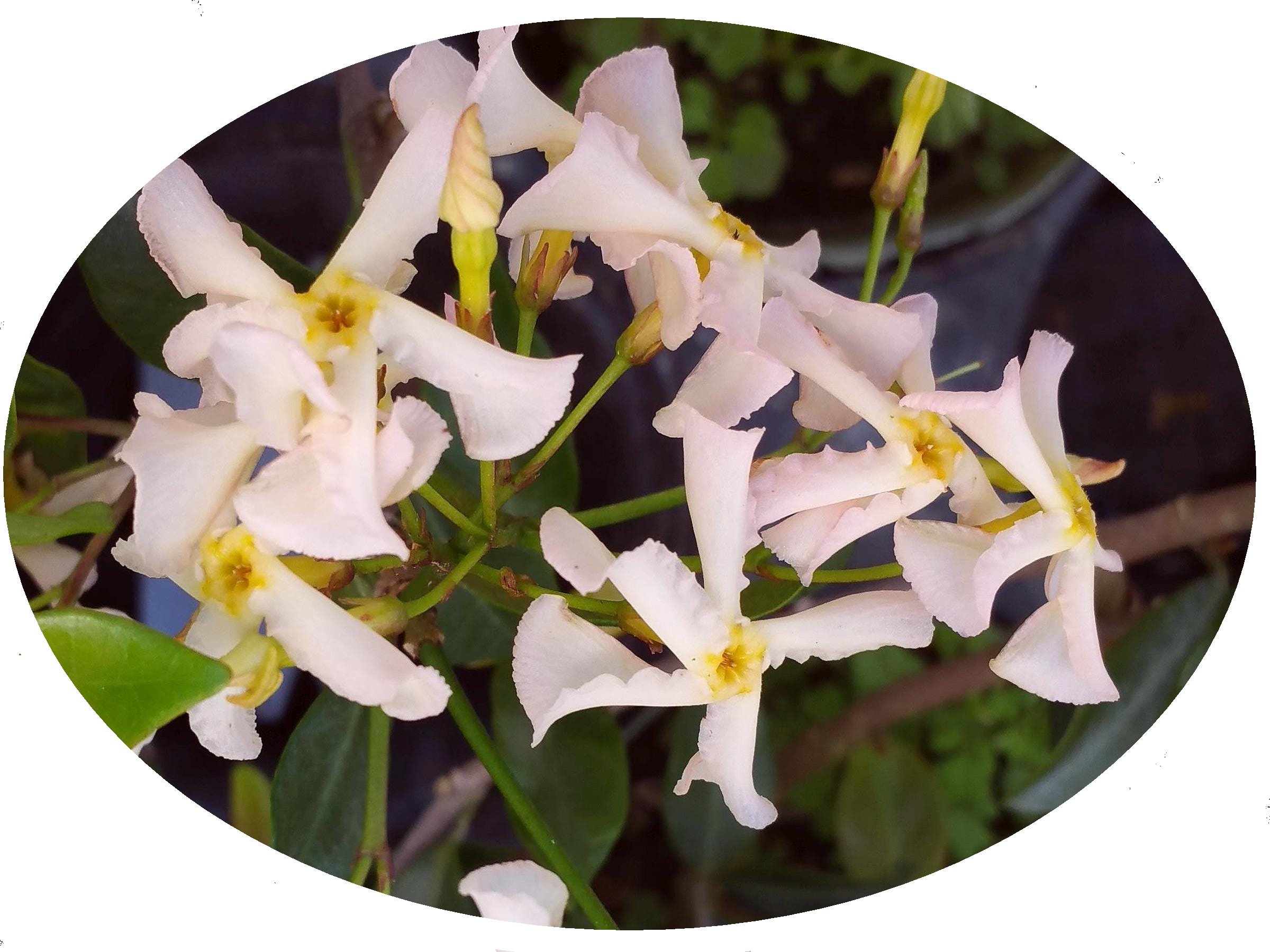 Amazon.com : Pink Showers Southern Jasmine Vine -Trachelospermum
