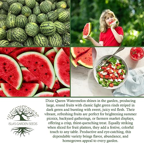 Miniatura 5 de Dixie Queen - Semillas de sandía (semillas de jardín de Isla), 50 semillas de reliquia por paquete, semillas sin OMG, nombre botánico Citrullus