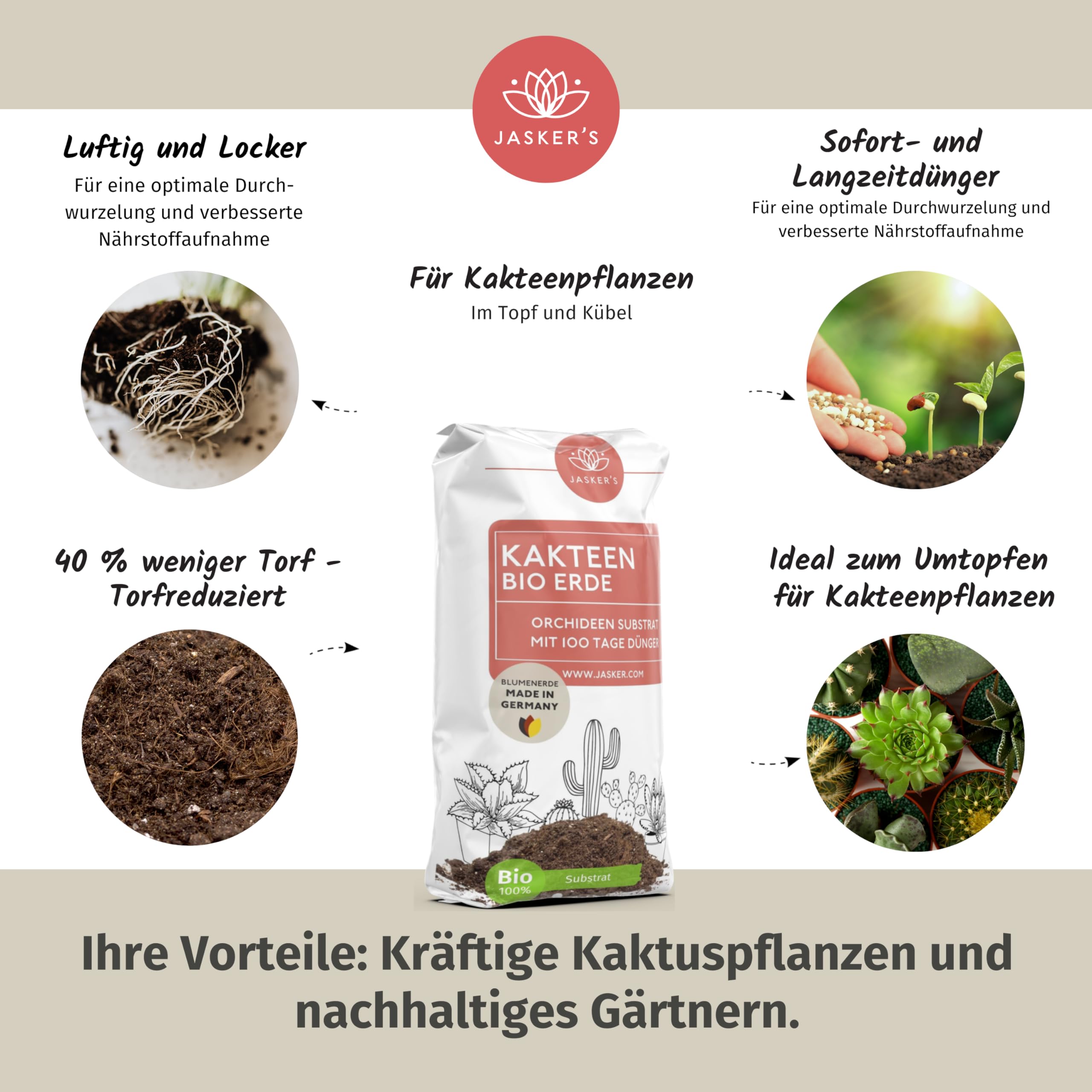 pflege kaffeepflanze arabica Kaffeepflanzen 'Coffea arabica'