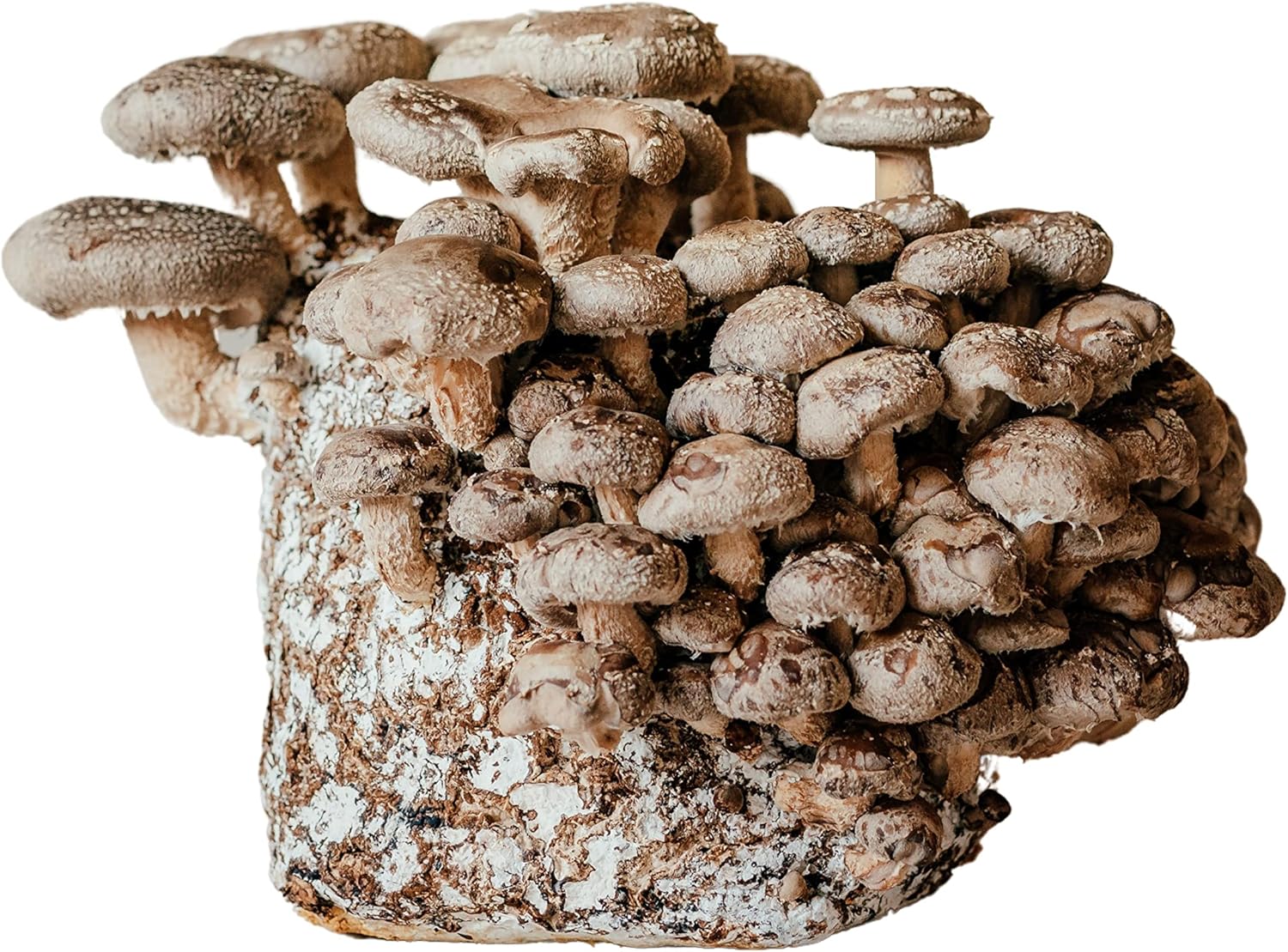 Merryhill Mushrooms Ready Growing Shiitake Mushroom Growing Kit Easy To Grow, Perfect Indoor