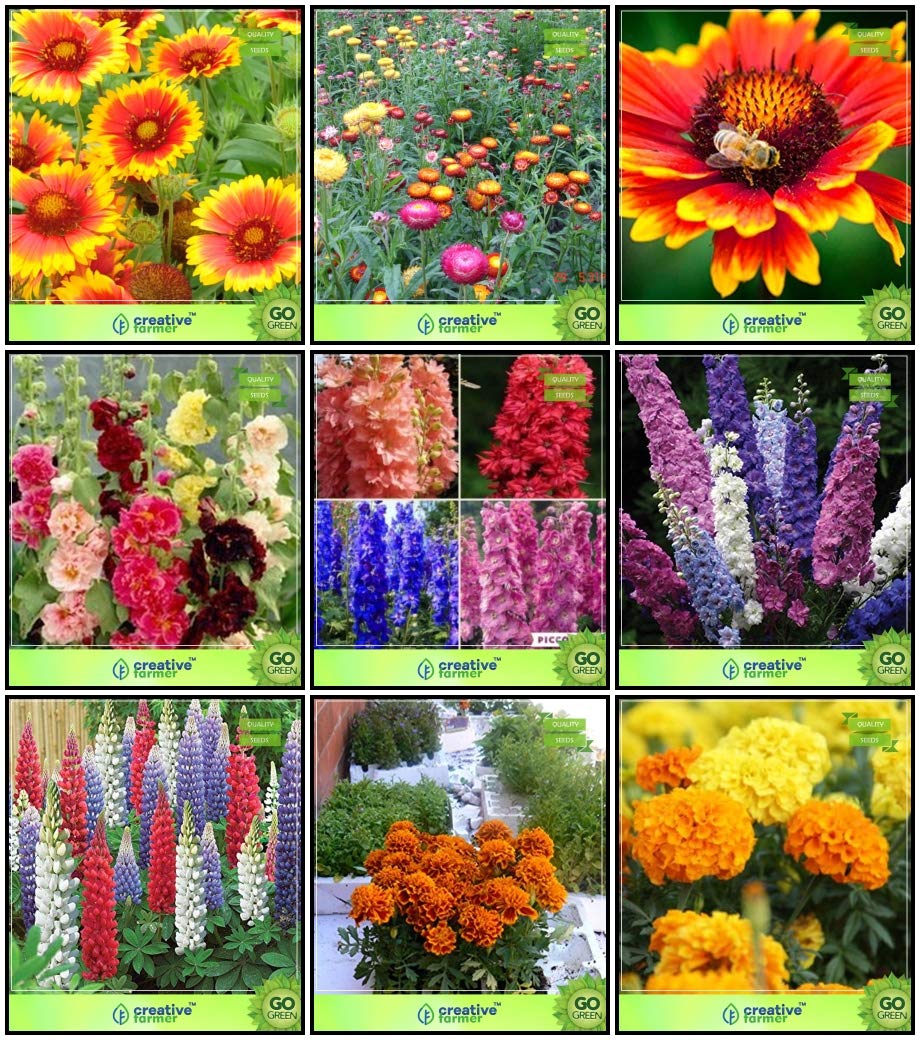 Creative Farmer Seed Combo Flower Seeds GaillardiaAristata