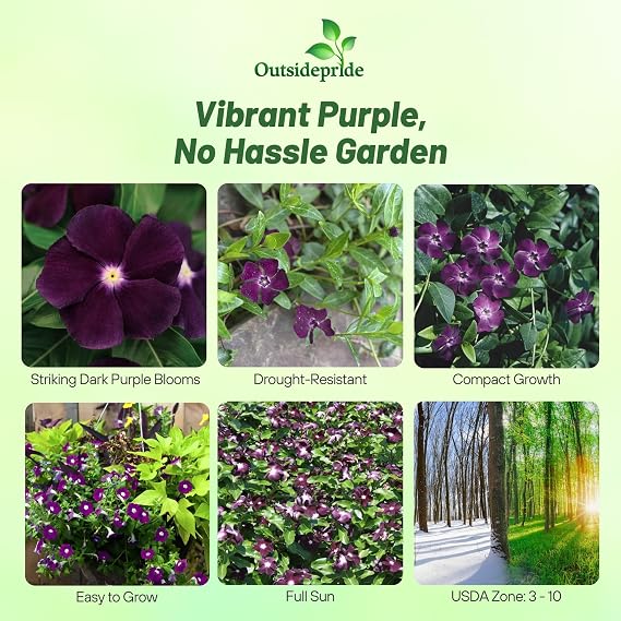 Outsidepride BlackBerry Periwinkle Seeds for Planting 50 Pcs Annual, Fast-Blooming, Heat & Drought Tolerant Vinca Flower Seeds with Vibrant Colors Ideal for Gardens, Beds, Borders & Containers