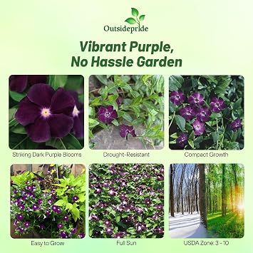 Outsidepride BlackBerry Periwinkle Seeds for Planting 50 Pcs Annual, Fast-Blooming, Heat & Drought Tolerant Vinca Flower Seeds with Vibrant Colors Ideal for Gardens, Beds, Borders & Containers