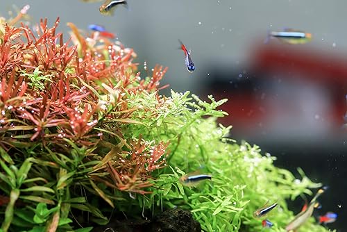 Miniatura 4 de Twinstar Luz LED de acuario acampanada, espectro completo W-RGB, para tanques de peces plantados de agua dulce, terrarios, 12-48 pulgadas con