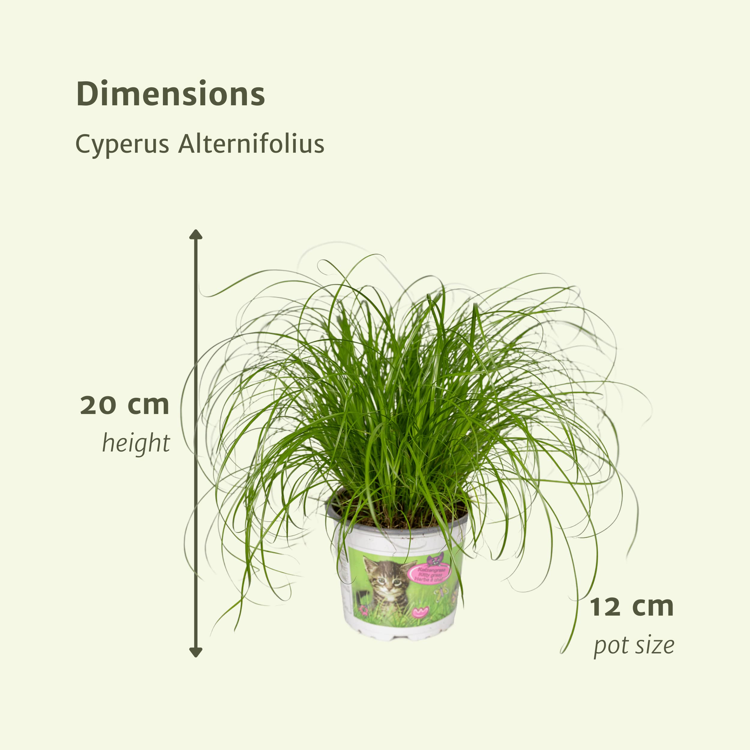 Cyperus alternifolius - Herbe à chat | 4 pièces - 20cm - Ø12cm - Plante d'intérieur - Vert persistant - Multideal