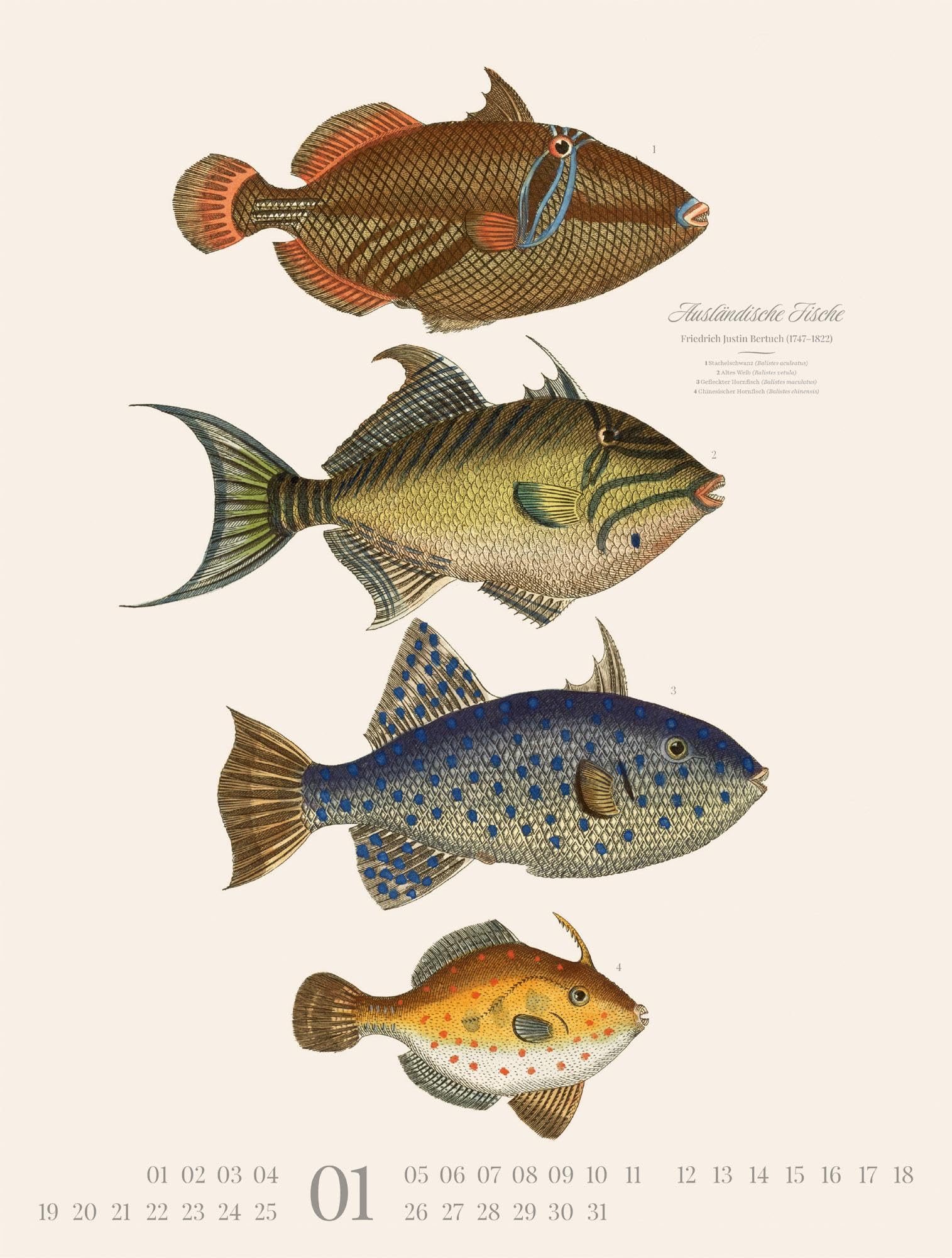 Fische Kalender 2026 | Dekorativer Retro-Kalender im großen Hochformat (50x66 cm) | Historische Tier-Illustrationen von Friedrich Justin Bertuch