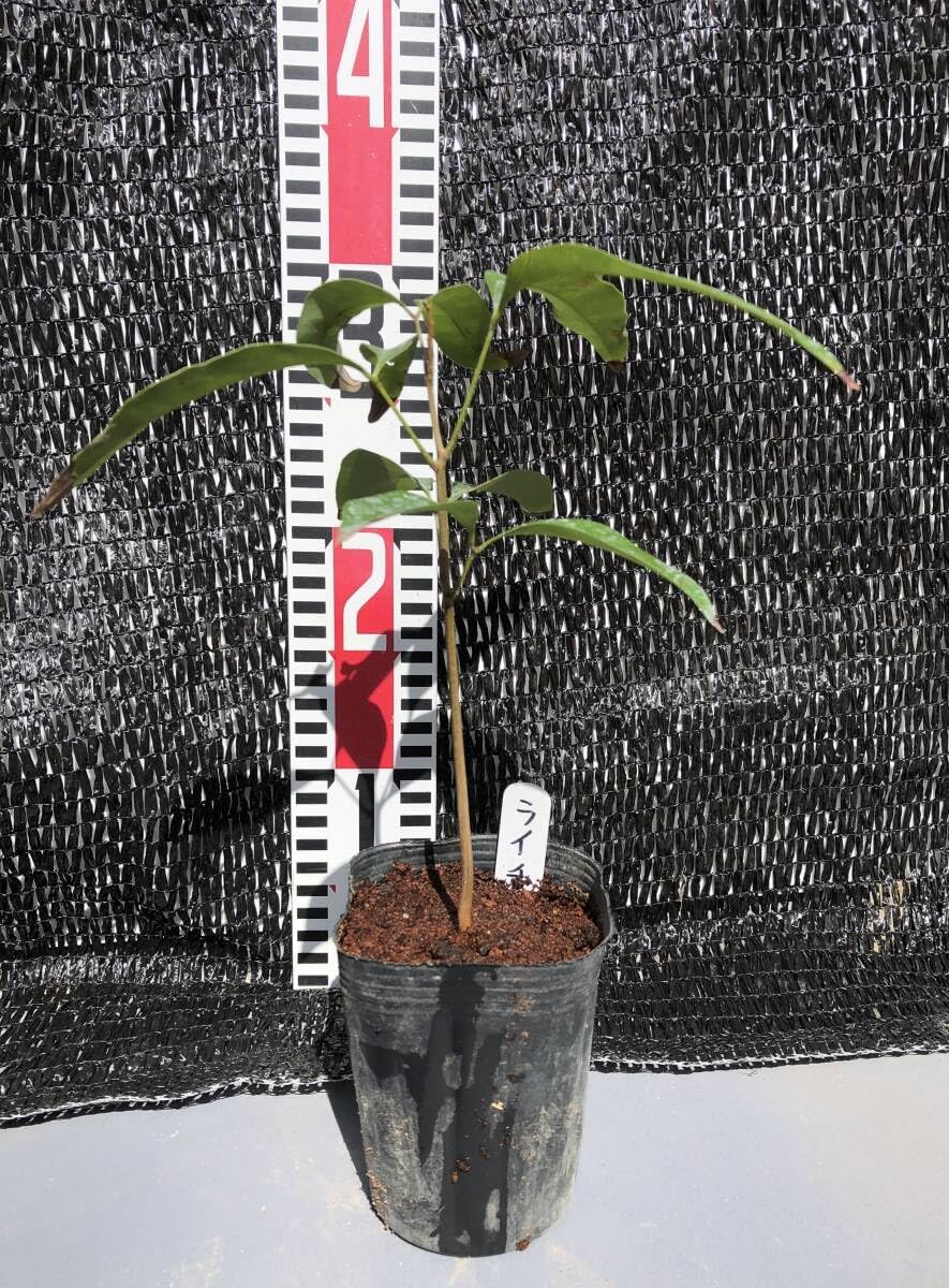 黒葉ライチ 取り木苗 熱帯果樹 ライチ レイシ 黒葉 取木苗 大