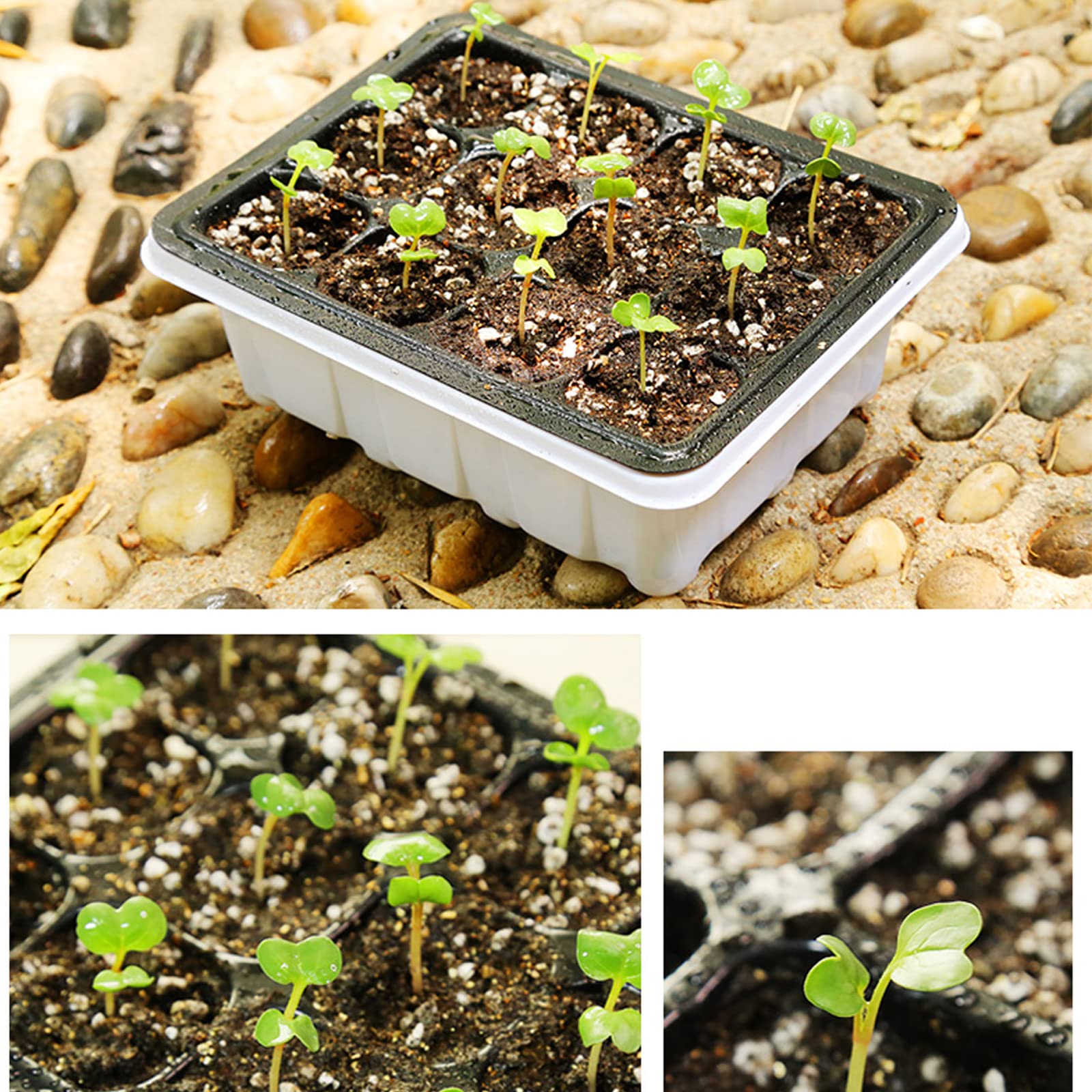10 Pièces Bac à semis, Mini Serre pour Plantes Intérieure avec couvercles rehaussés, 12 Cellules Intérieure Plateau Semis Pépinière Boîte de Culture pour Jardin