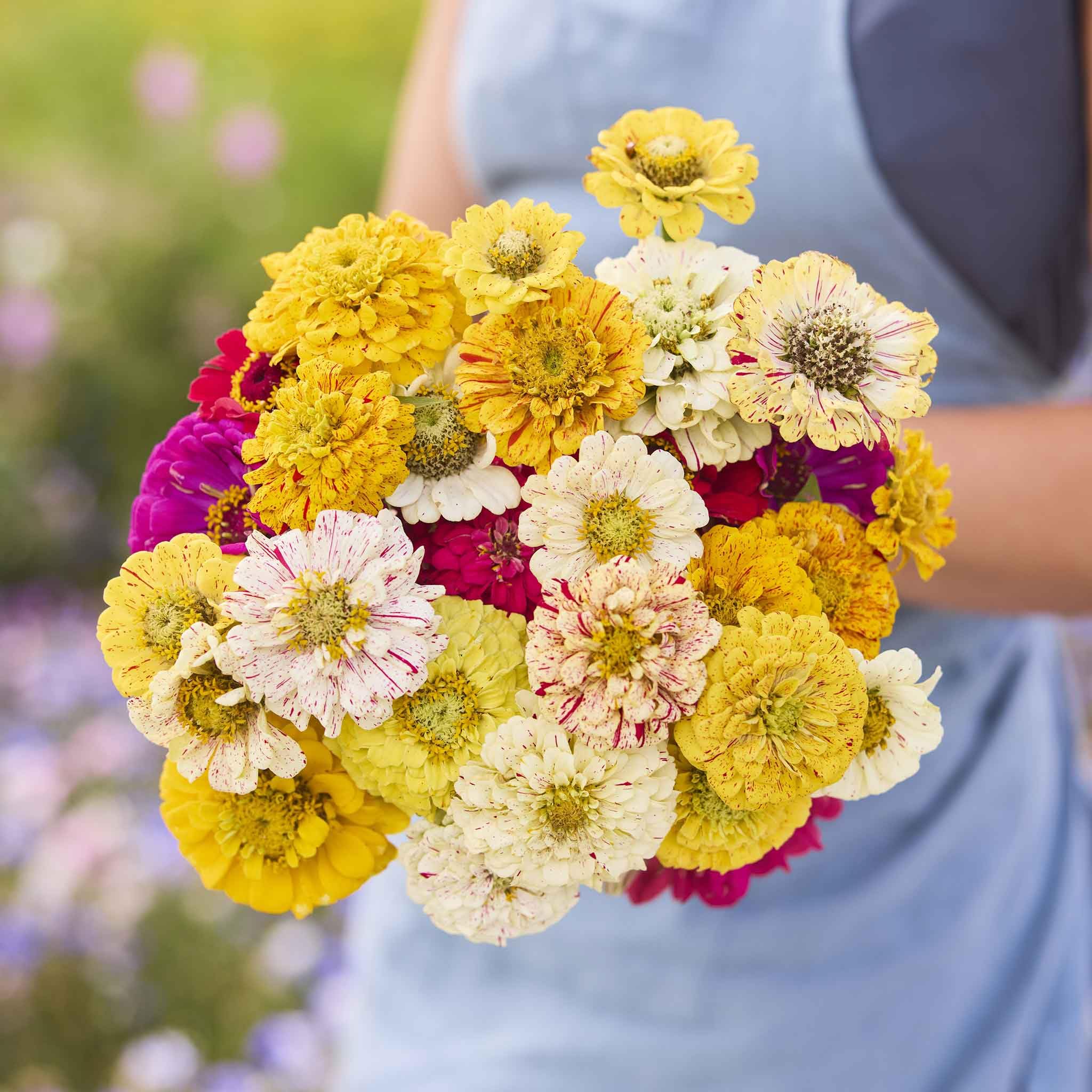 Eden Brothers Candy Stripe Mixed Zinnia Seeds