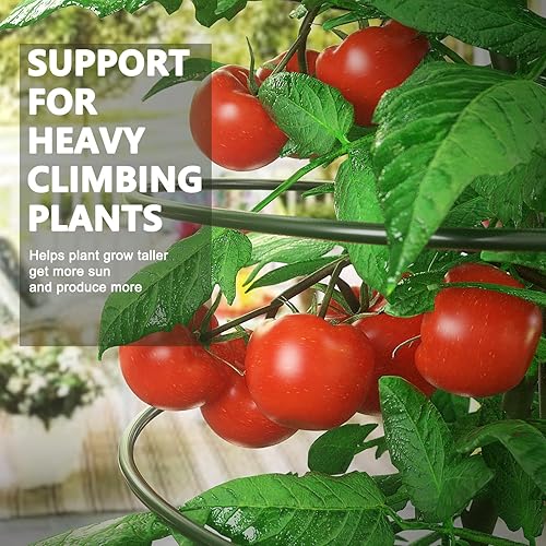 Miniatura 5 de AMAGABELI GARDEN & HOME Paquete de 2 jaulas de tomate de 42 pulgadas, soporte para plantas de jardín, macetas, jaulas, guisantes, pepino, enrejado,