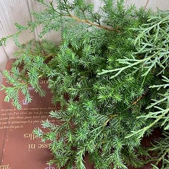 コニファー 2本セット ヒムロ杉とブルーアイス 鉢底から約70cm 楽天市場】コニファー（ブルーアイス：190cm） 10号