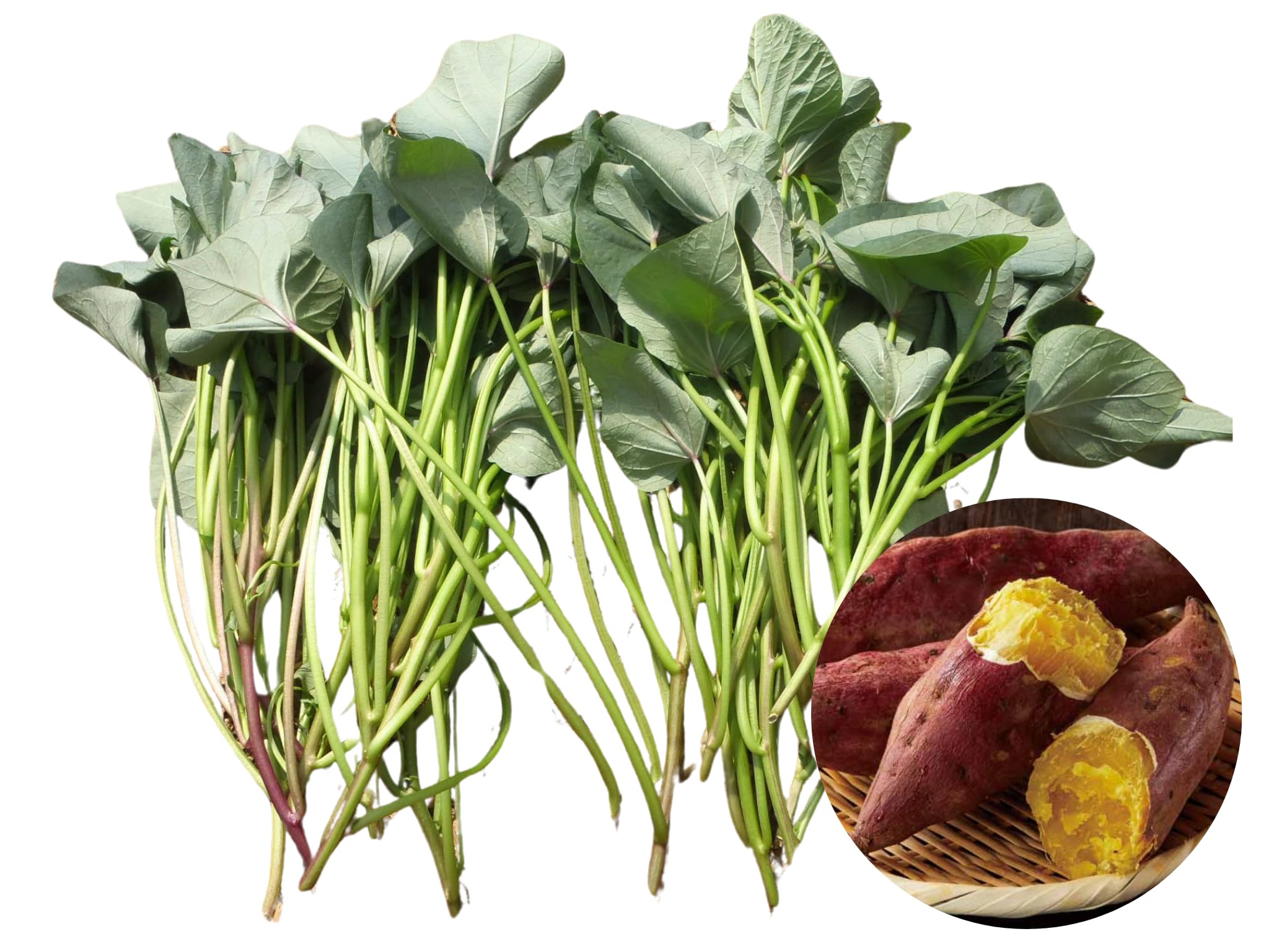 予約商品】【紅はるか1000本】【2025年令和7年度分】サツマイモ苗 紅