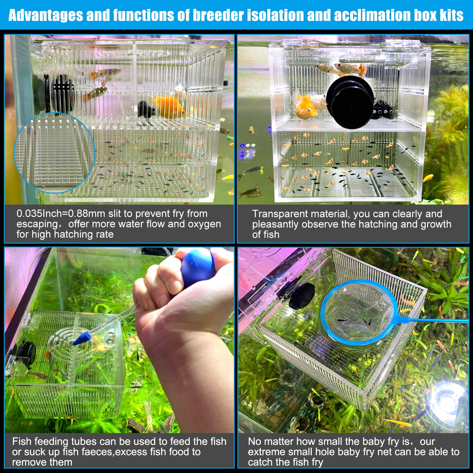 Breeding Saltwater Fish In A Community Tank