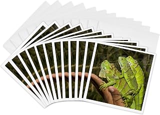 3dRose Greeting Cards - Juvenile green iguana lizards, San Ignacio, Belize - SA02 WSU0038 - William Sutton - 12 Pack - Lizards