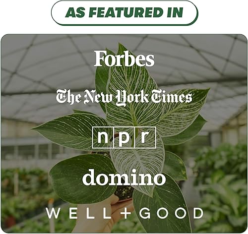 Miniatura 5 de Helecho de encaje plateado - Pteris ensiformis  Planta de interior viva, fácil de cultivar y de bajo mantenimiento (maceta de 6 pulgadas)